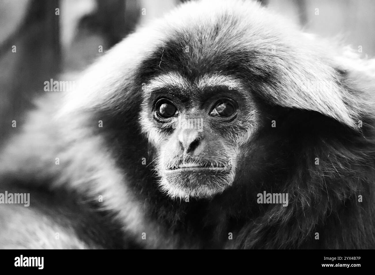 Porträt eines weißen Gibbons. Tier in Nahaufnahme. Hylobatriegel LAR-Gibbon Stockfoto