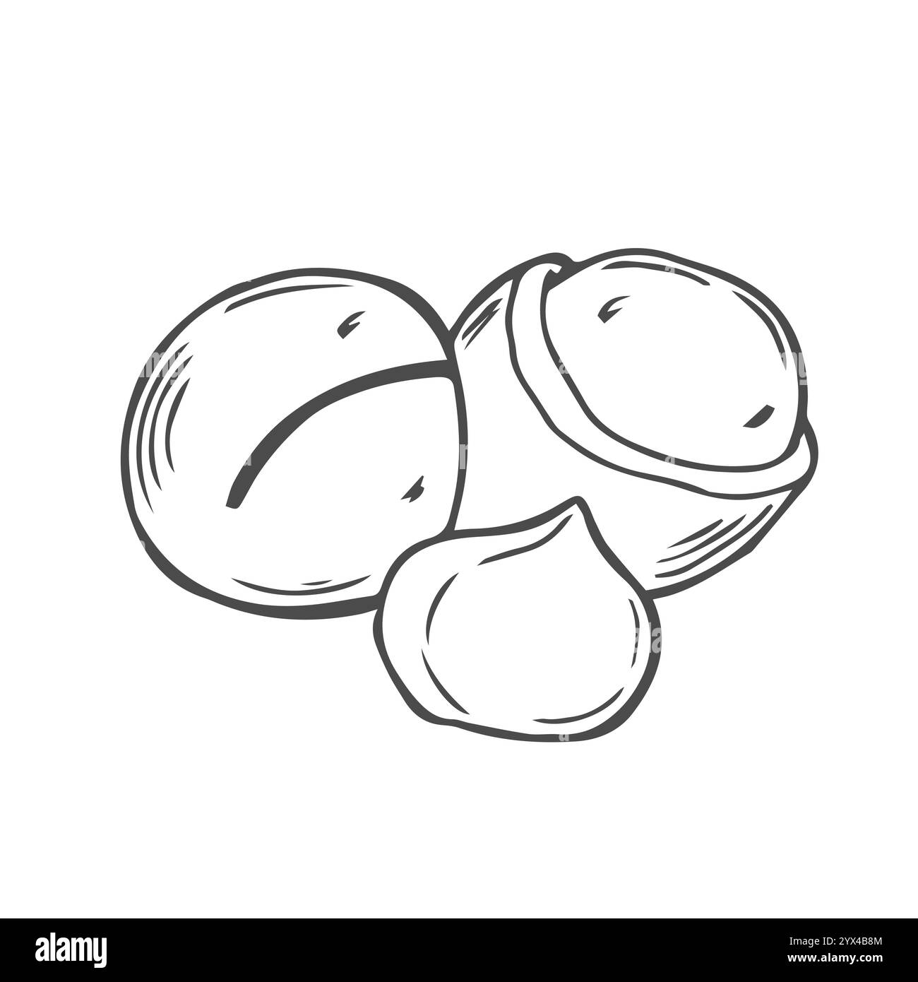 Vektor-Macadamia-Nuss-Illustration. Geschälte und zerrissene Macadamia-Nüsse Stock Vektor