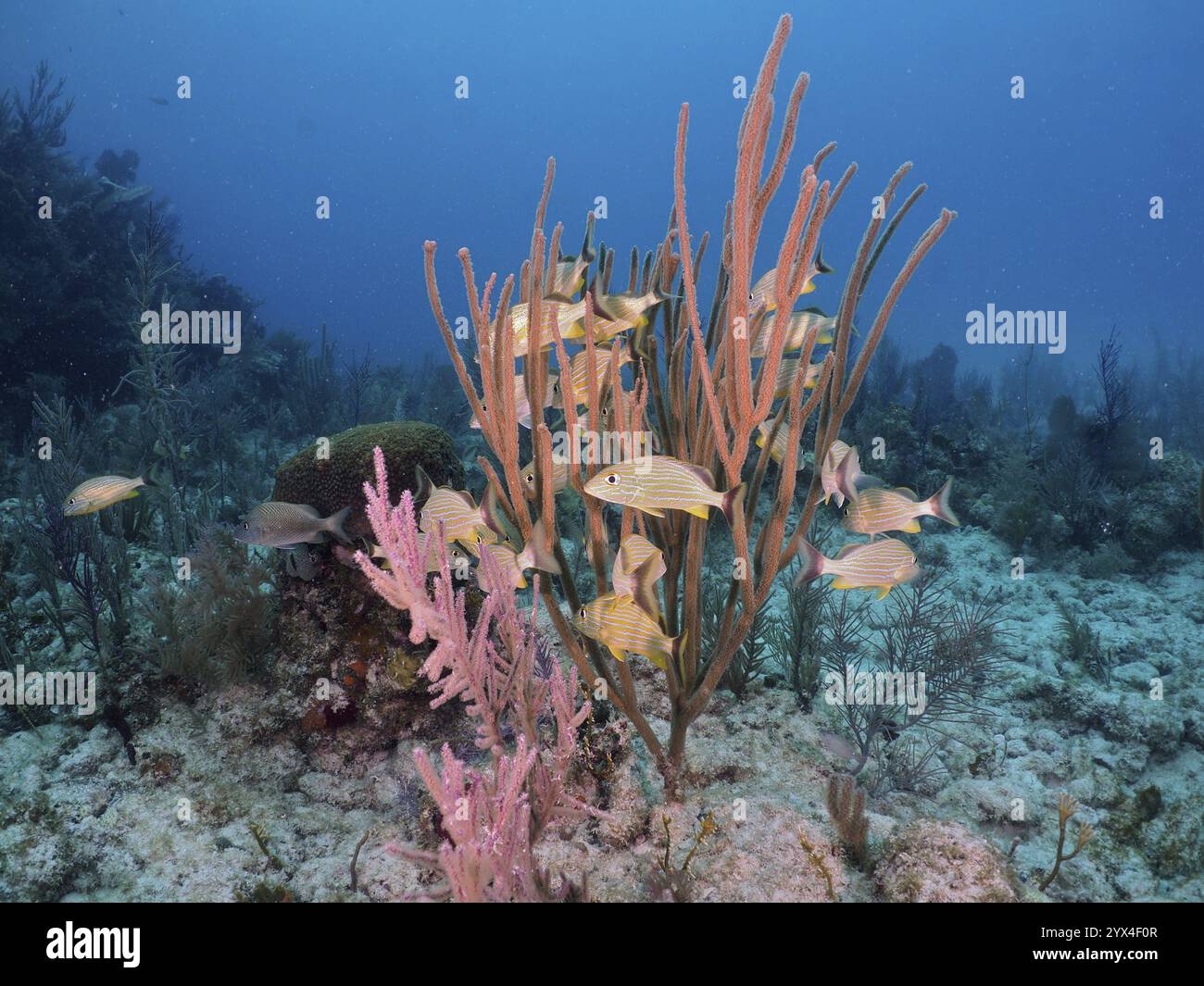 Eine Schule von Bluestriped Grunts (Haemulon sciurus), die zwischen farbenfrohen Korallen schwimmen, einschließlich amerikanischer Gorgonier (Antillogorgia americana) und poröser h Stockfoto