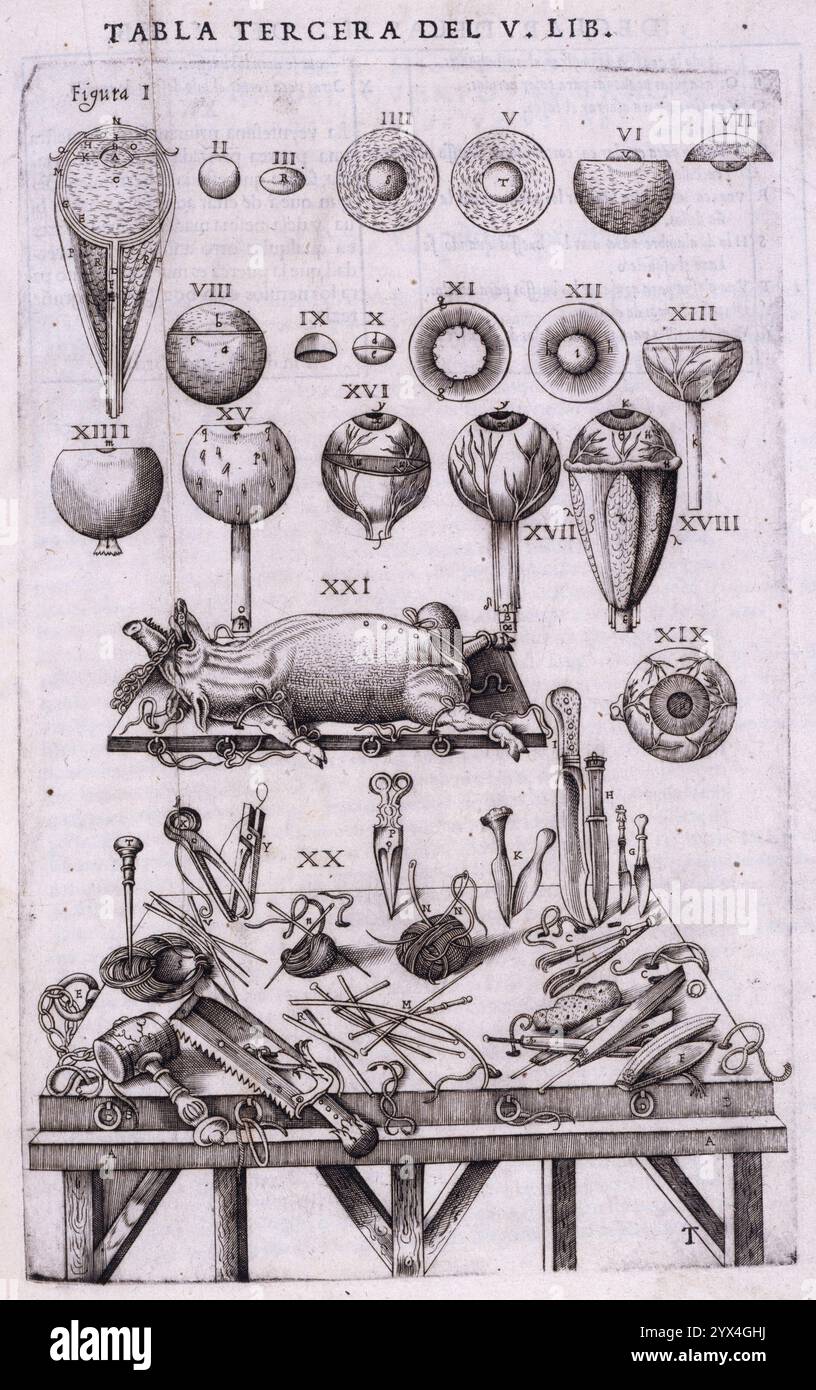 Details zur Anatomie des Auges und anatomischen Instrumenten, 1556. Wird Gaspar Becerra zugeschrieben. Aus „Historia de la composici&#xf3;n del cuerpo humano, escrita por Ioan de Valverde de de Hamusco“ von Juan de Valverde de de Amusco, [Roma, 1556]. Stockfoto
