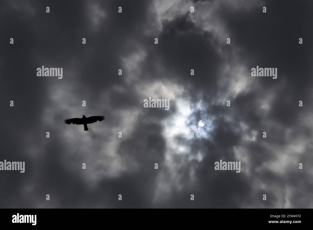 Nimbostratus dunkle Wolken am Himmel mit einer Krähe, die darunter fliegt und die Sonne durchscheint, England, Großbritannien, Europa Stockfoto