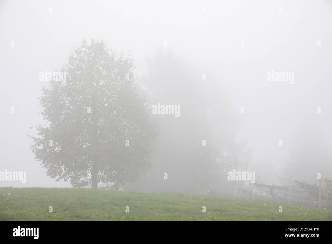 Herbstatmosphäre, Nebel über Baum und Weinberg, bei Kitzeck, Sausal, Steiermark, Österreich, Europa Stockfoto