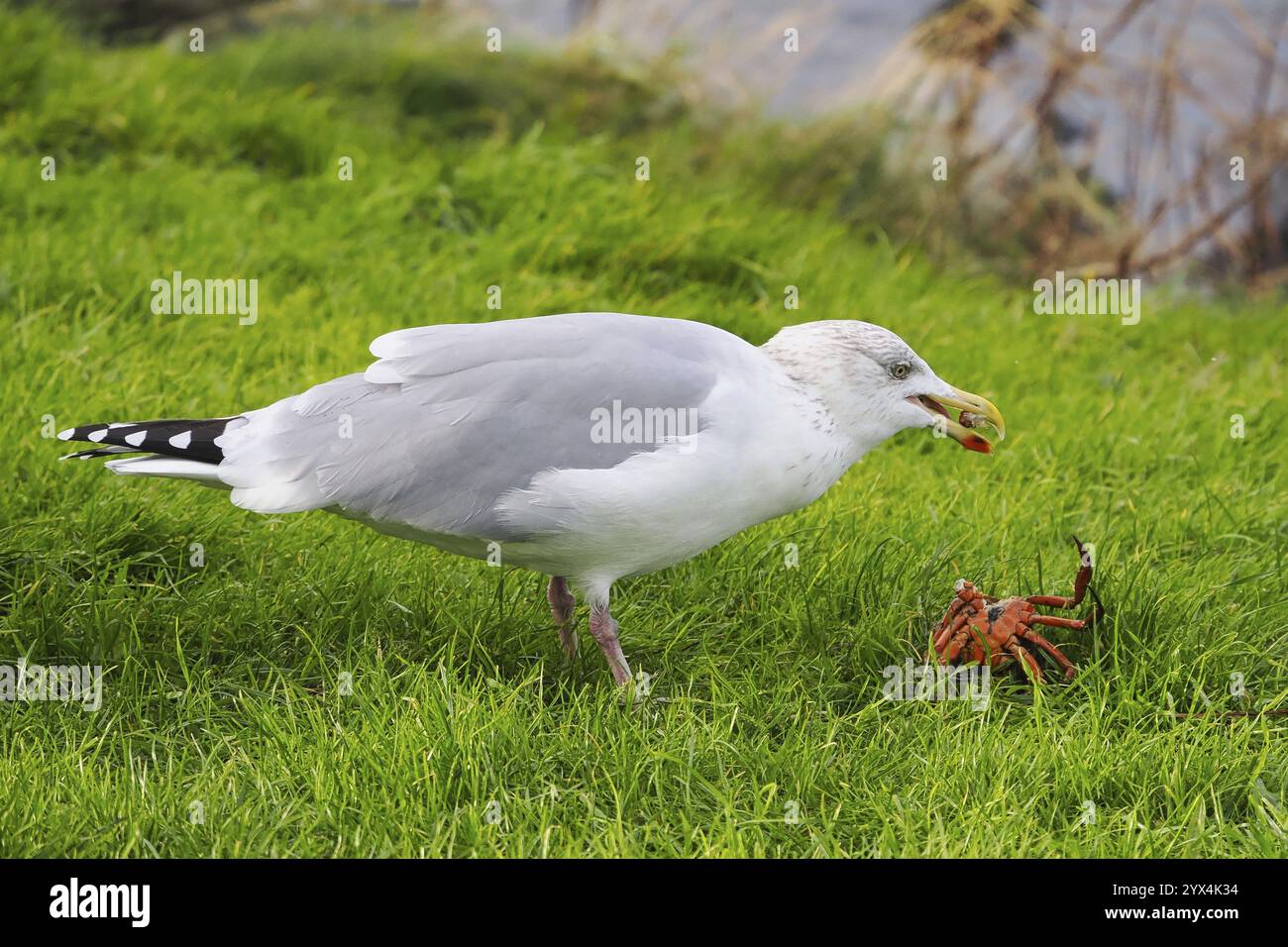 Möwe (Larinae) isst eine Krabbe, Brouwersdam, Provinz Südholland, Niederlande Stockfoto