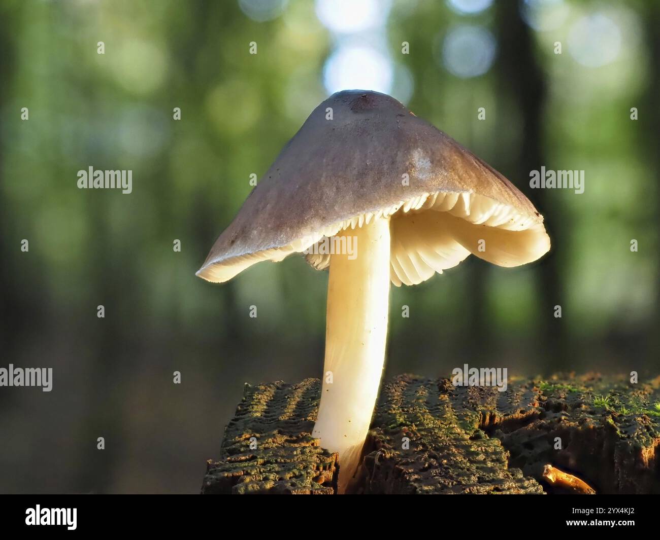 Rotwild brauner Dachpilz (Pluteus cervinus), unscharfer Hintergrund, Nordrhein-Westfalen, Deutschland, Europa Stockfoto