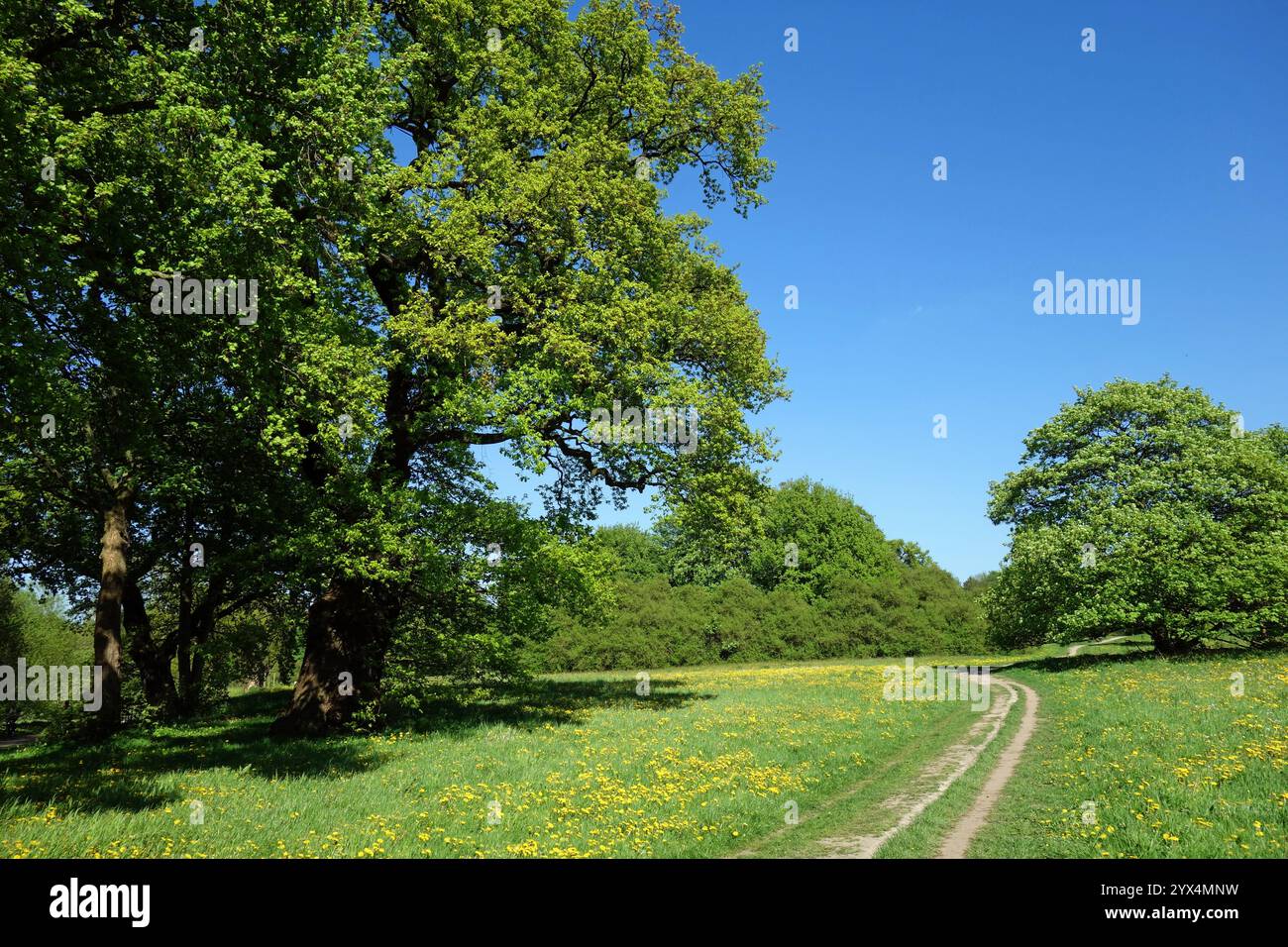 Jenischpark, hamburg, Landschaftspark, norddeutschland, Landschaftspanorama, Panorama, Panorama des Parks, Park, Park, Grünanlage, HamburgOthmarschen Stockfoto