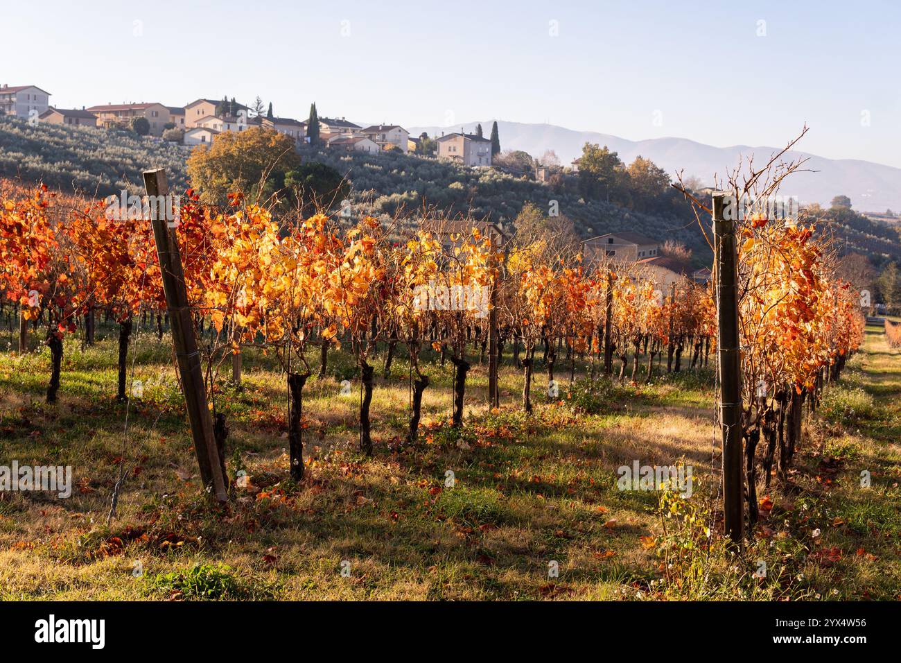 Herbstlandschaft mit Weinbergen und dem Dorf Montefalco auf einem Hügel in Umbrien, Italien. Gelbe Traubenblätter, beleuchtet von Sonnenaufgangssonne. Stockfoto