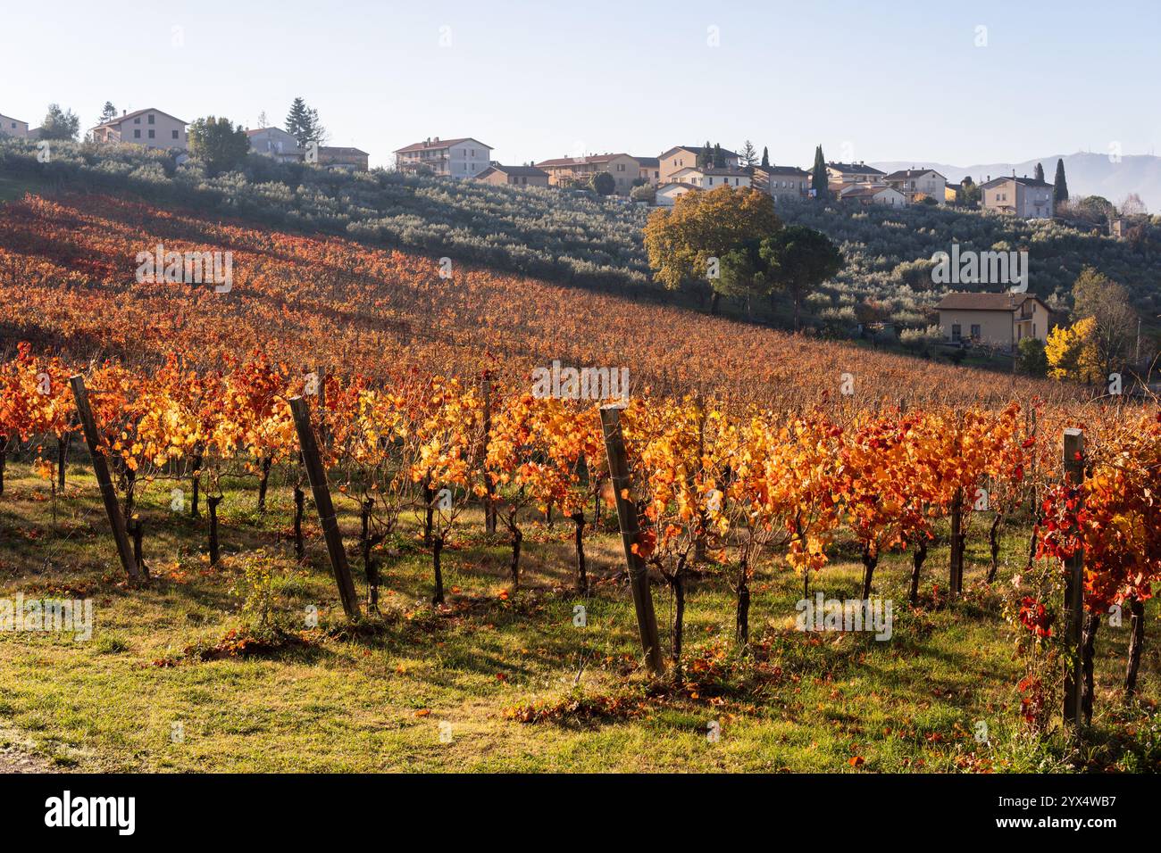 Herbstlandschaft mit Weinbergen und dem Dorf Montefalco auf einem Hügel in Umbrien, Italien. Gelbe Traubenblätter, beleuchtet von Sonnenaufgangssonne. Stockfoto