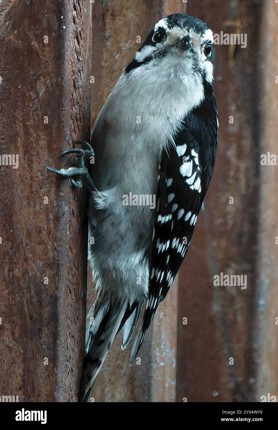 Ein Flaumspecht auf dem Deck Stockfoto