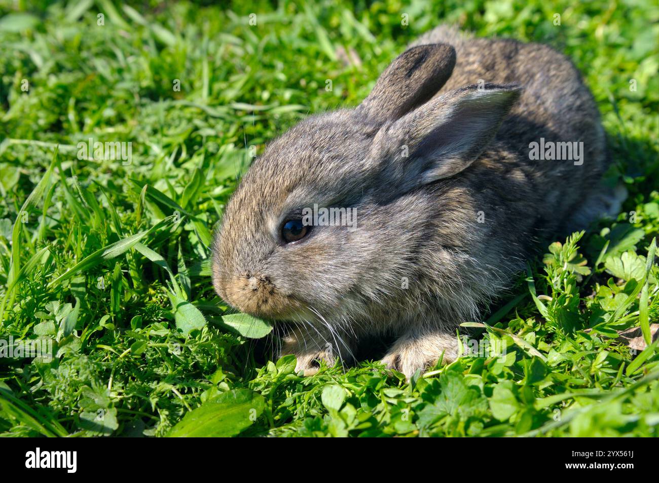 Hübsches pelziges Baby-Kaninchen-Häschen, das auf grünem Gras Natur-Hintergrund sitzt. Stockfoto
