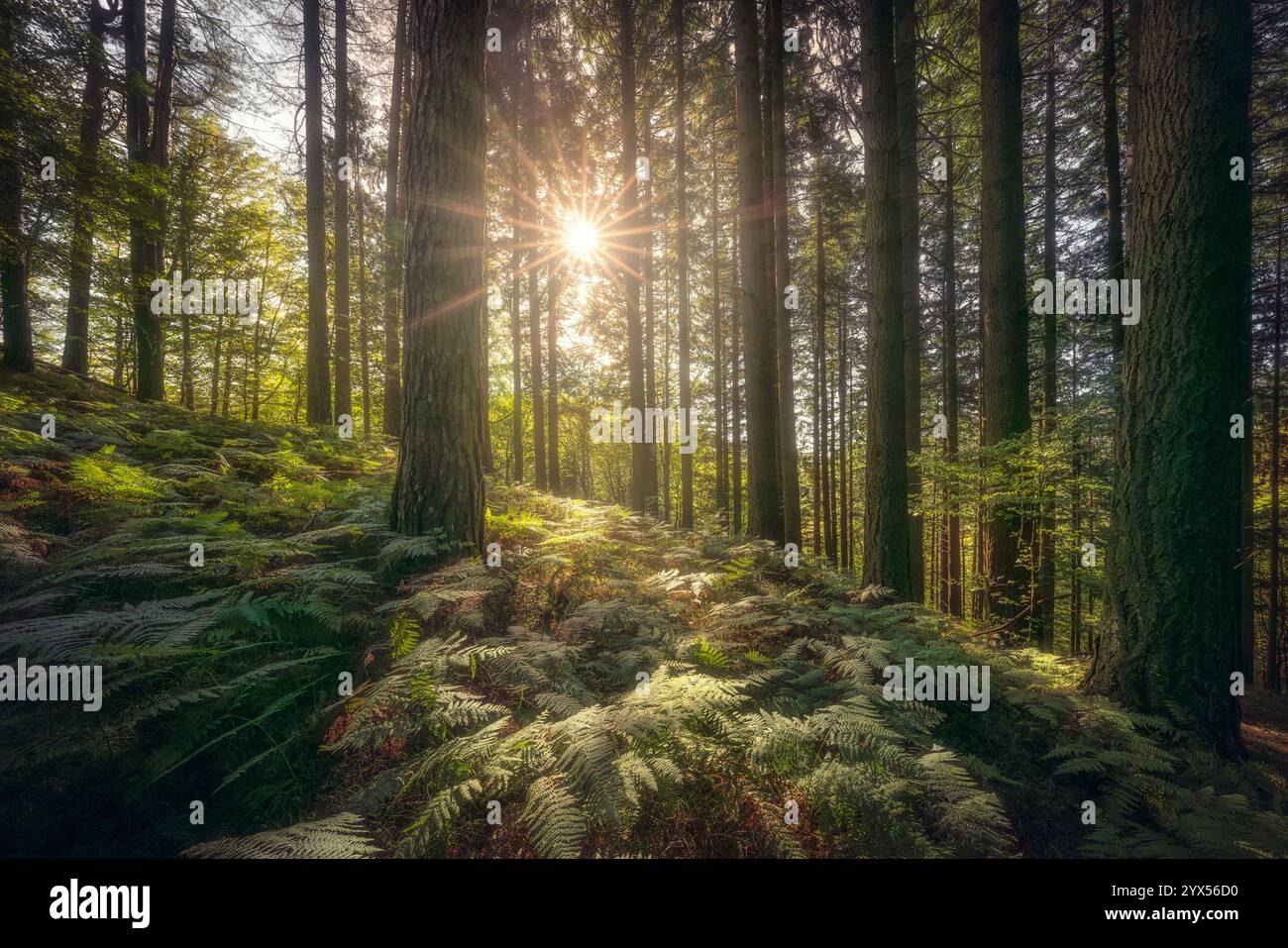 Acquerino Naturschutzgebiet Wald. Douglasien und Farne am Morgen, Herbstsaison, Apennin, Provinz Pistoia, toskanische Region, Italien, Eur Stockfoto