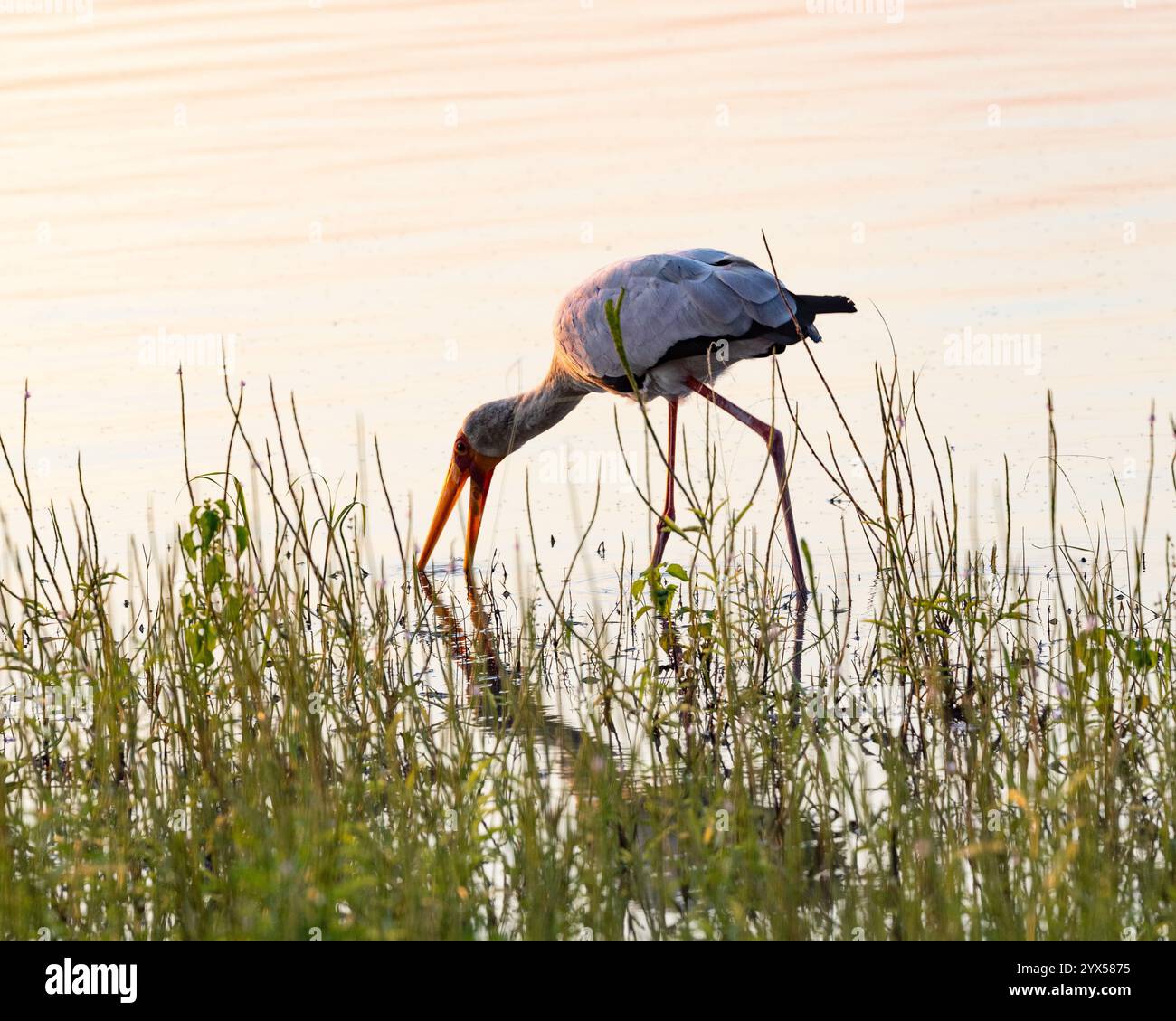 Ein Gelbschnabelstorch, der in einem See im Nyerere Park in Tansania fischt Stockfoto