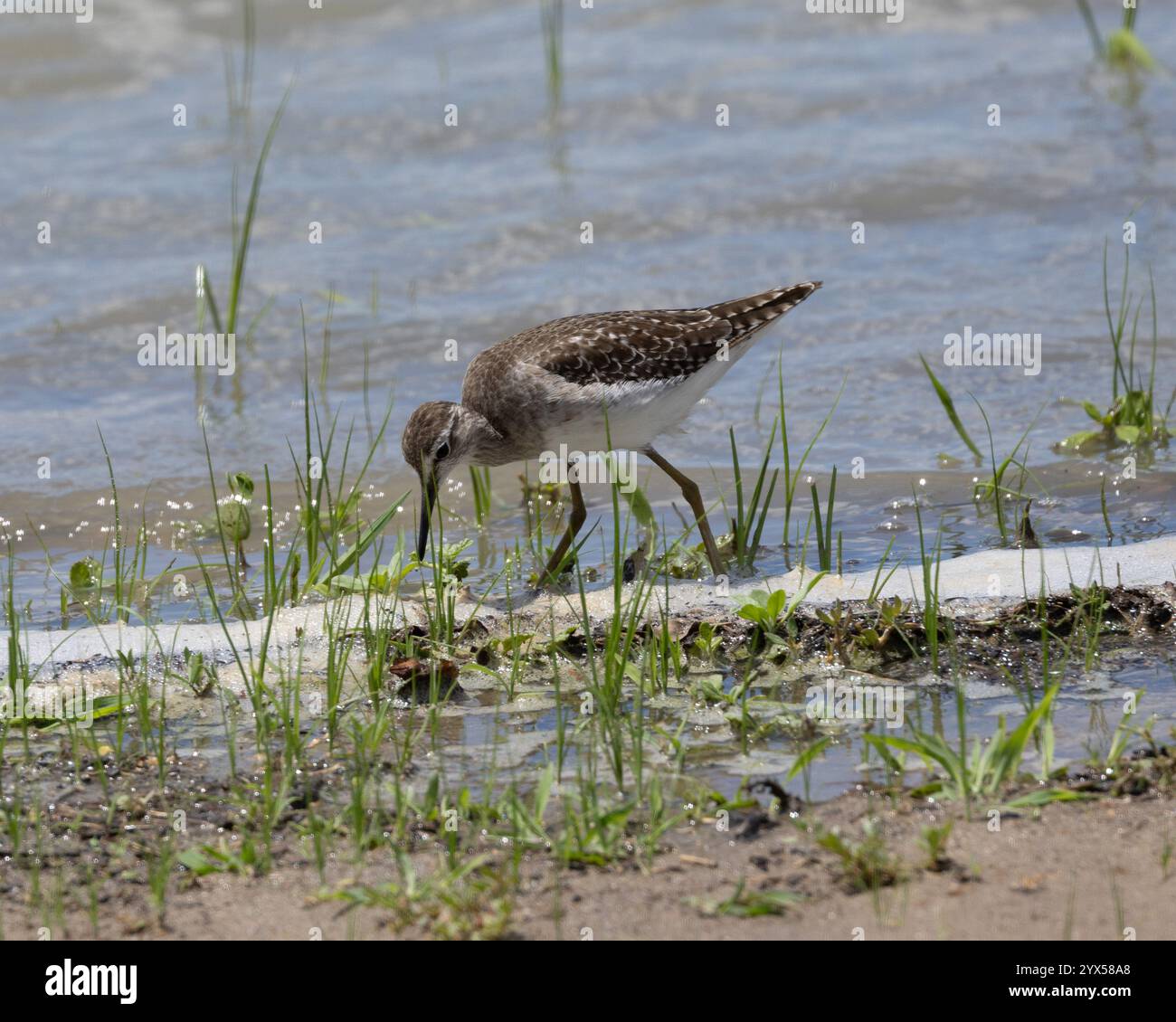 Ein Waldsandfänger, der sich an einem See in Tansania ernährt Stockfoto