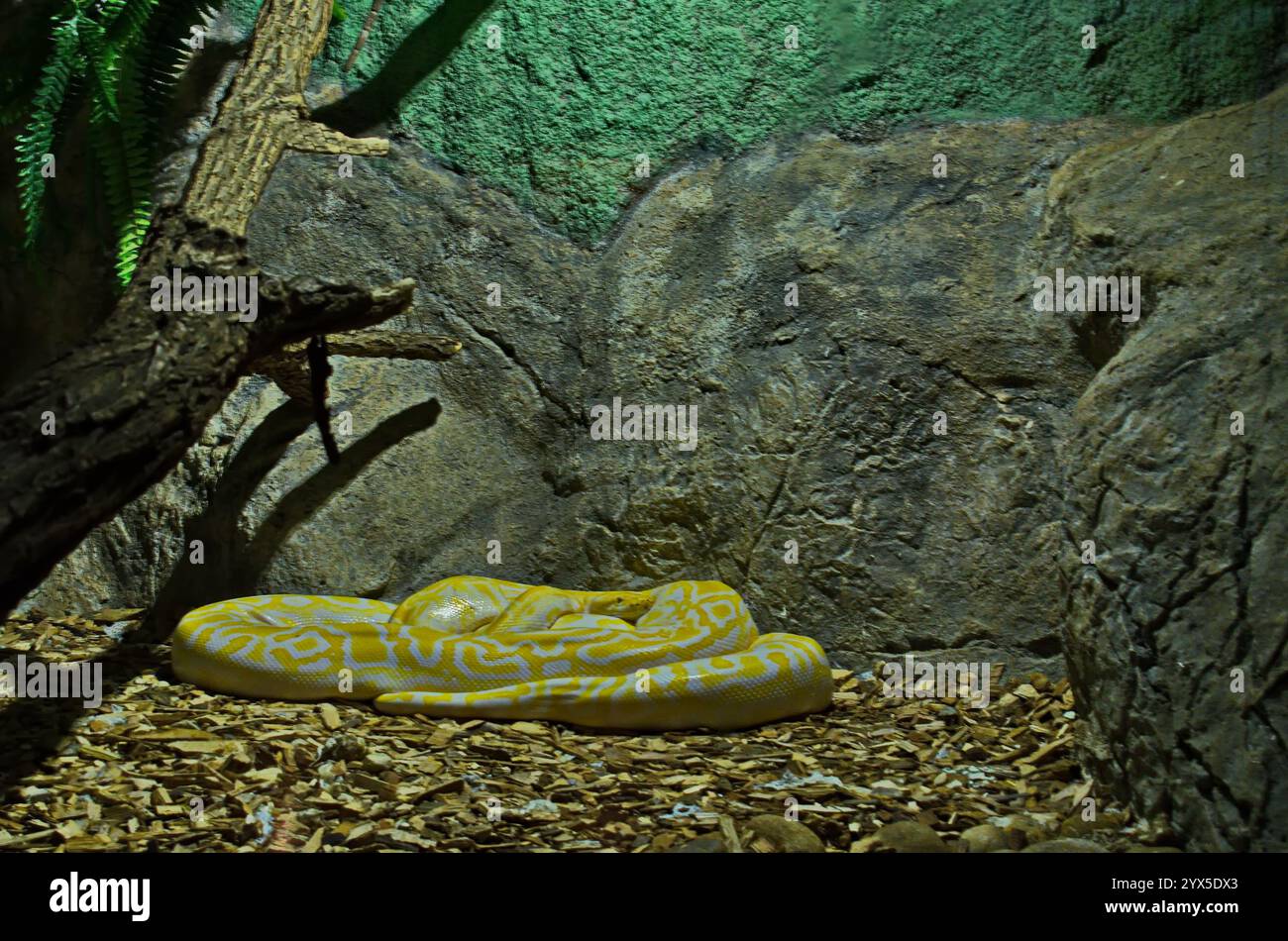 Blick auf die wunderschöne weiße und gelbe Albatross-Python, die in einem Ball auf dem Boden ruht, Sofia, Bulgarien Stockfoto