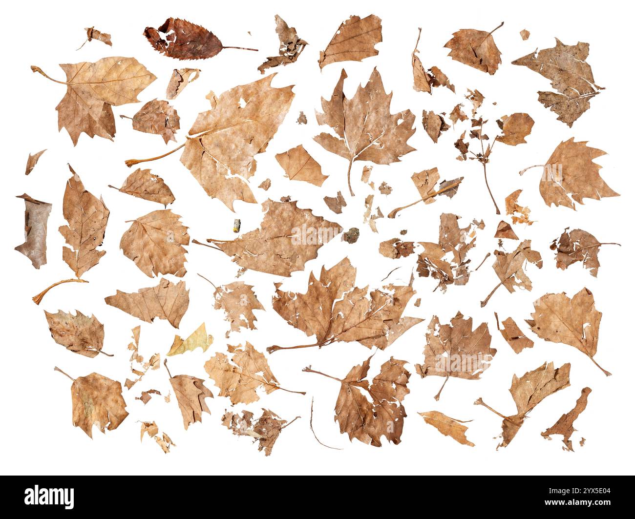 Eine Sammlung gebrochener, trockener Herbstblätter, die die Vergänglichkeit der Natur, ihre feine Struktur und aufgelöste Formen auf weißem, exponiertem Hintergrund zeigen Stockfoto