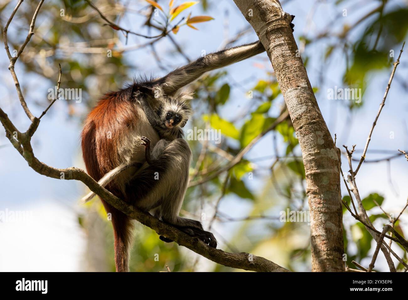Ein sansibar-rotes Colobus-Baby klammert sich am Fell seiner Mutter, während sie sich durch die Äste bewegt. Gerade aussehend. Sonniger Tag. Jozani Forest Nat. Parken Stockfoto