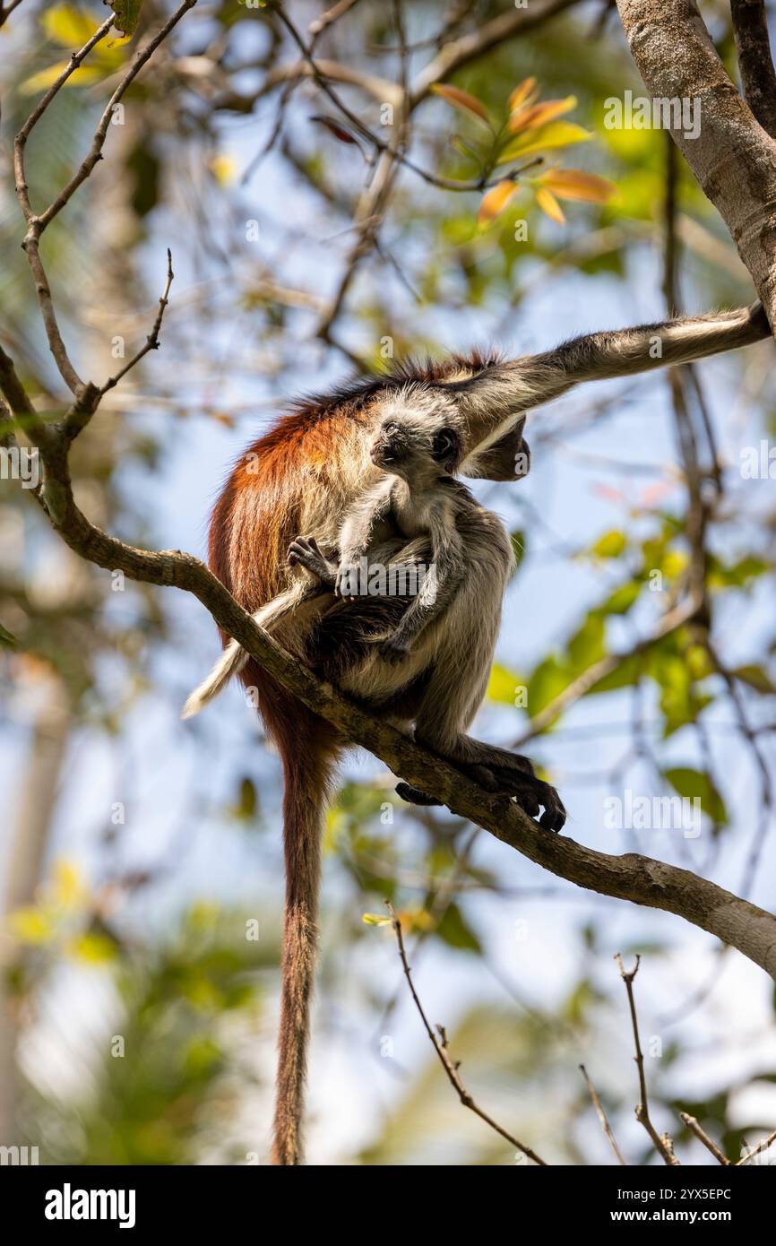 Ein sansibar-rotes Colobus-Baby klammert sich am Fell seiner Mutter, während sie sich durch die Äste bewegt. Nach links schauen. Sonniger Tag. Jozani Forest National Park Stockfoto