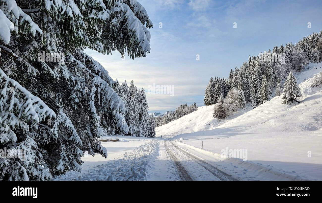 Sonniger Wintertag in den Bergen. Der malerische Blick auf die verschneite Wiese, die Schneestraße und die schneebedeckten hohen Kiefern Stockfoto