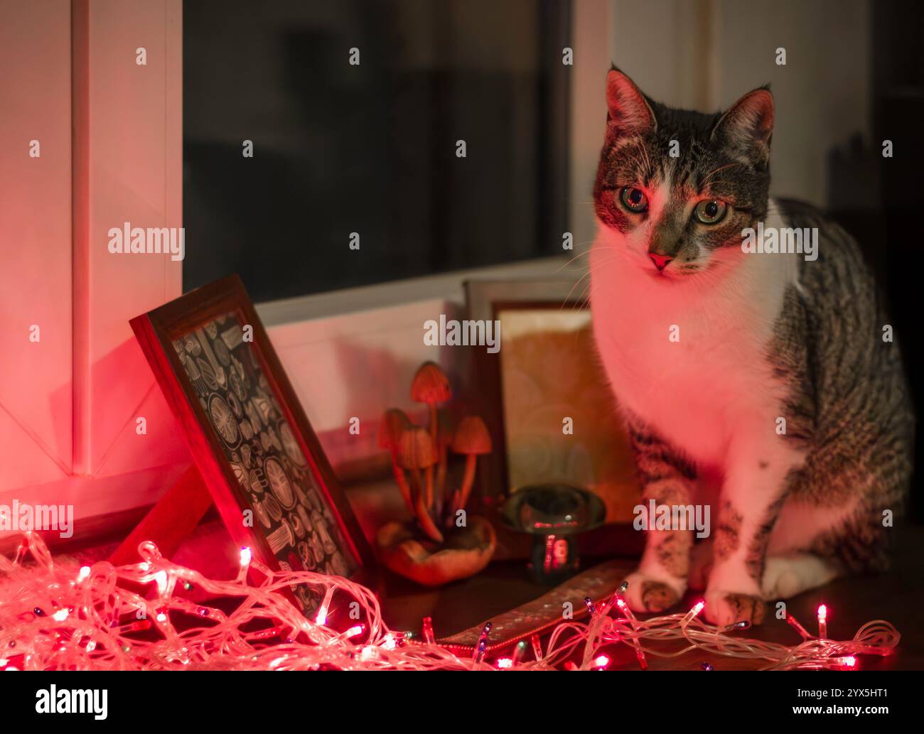 Hauskatze und Weihnachtslichter Stockfoto