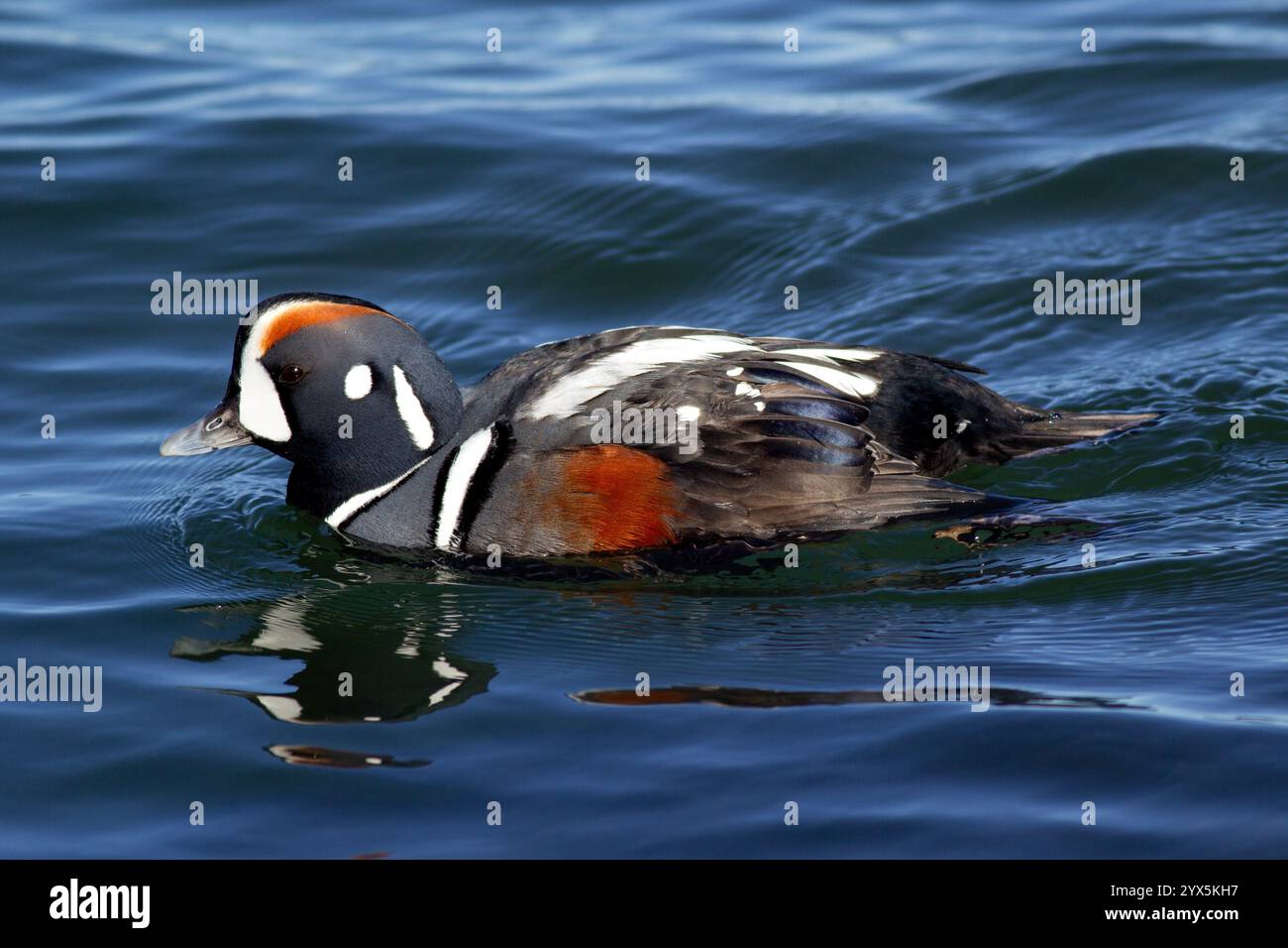 Männliche Harlekin-Ente schwimmt anmutig im klaren Wasser. Das leuchtende Gefieder zeigt auffällige Farben und reflektiert das Sonnenlicht. Stockfoto