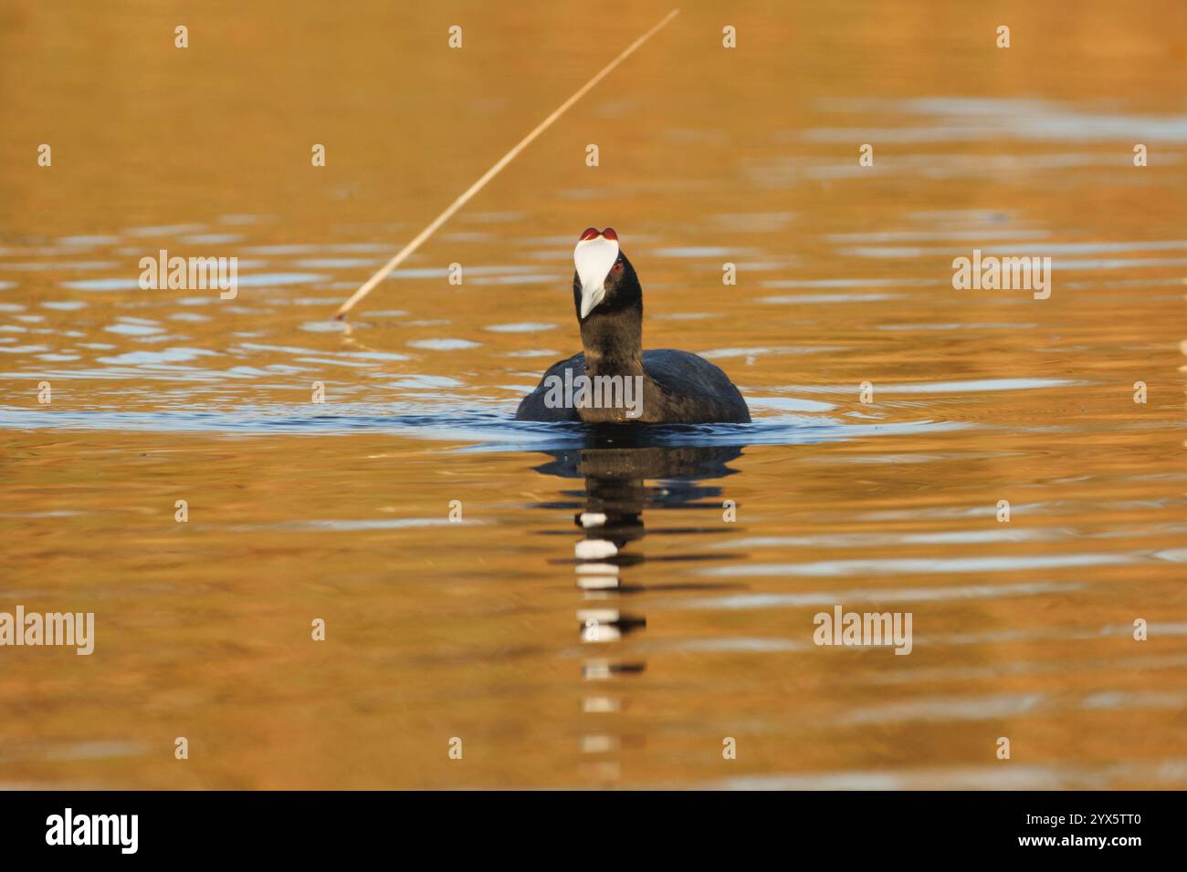 Coot Fulica cristata mit goldenen Tönen im Wasser des Feuchtgebiets Naturpark El Hondo, Elche, Spanien Stockfoto