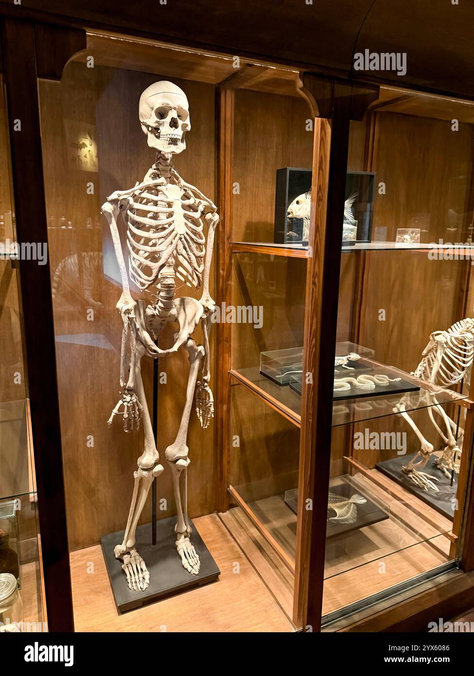 Modell des menschlichen Skeletts und der Tiere im Museum Stockfoto