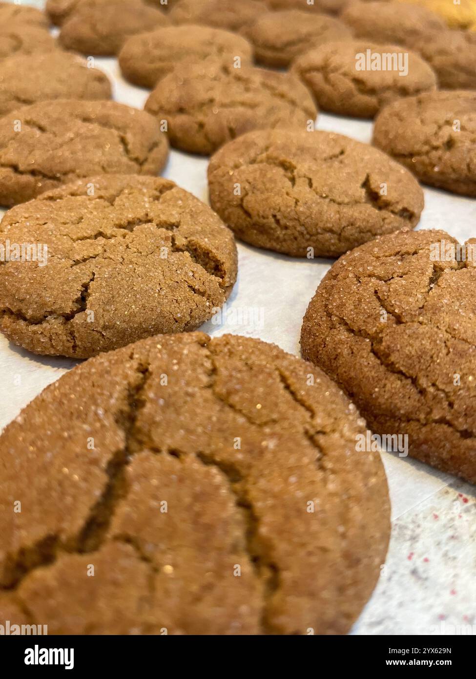 Nahaufnahme frisch gebackener Ingwermelasse Cookies auf Pergamentpapier Stockfoto