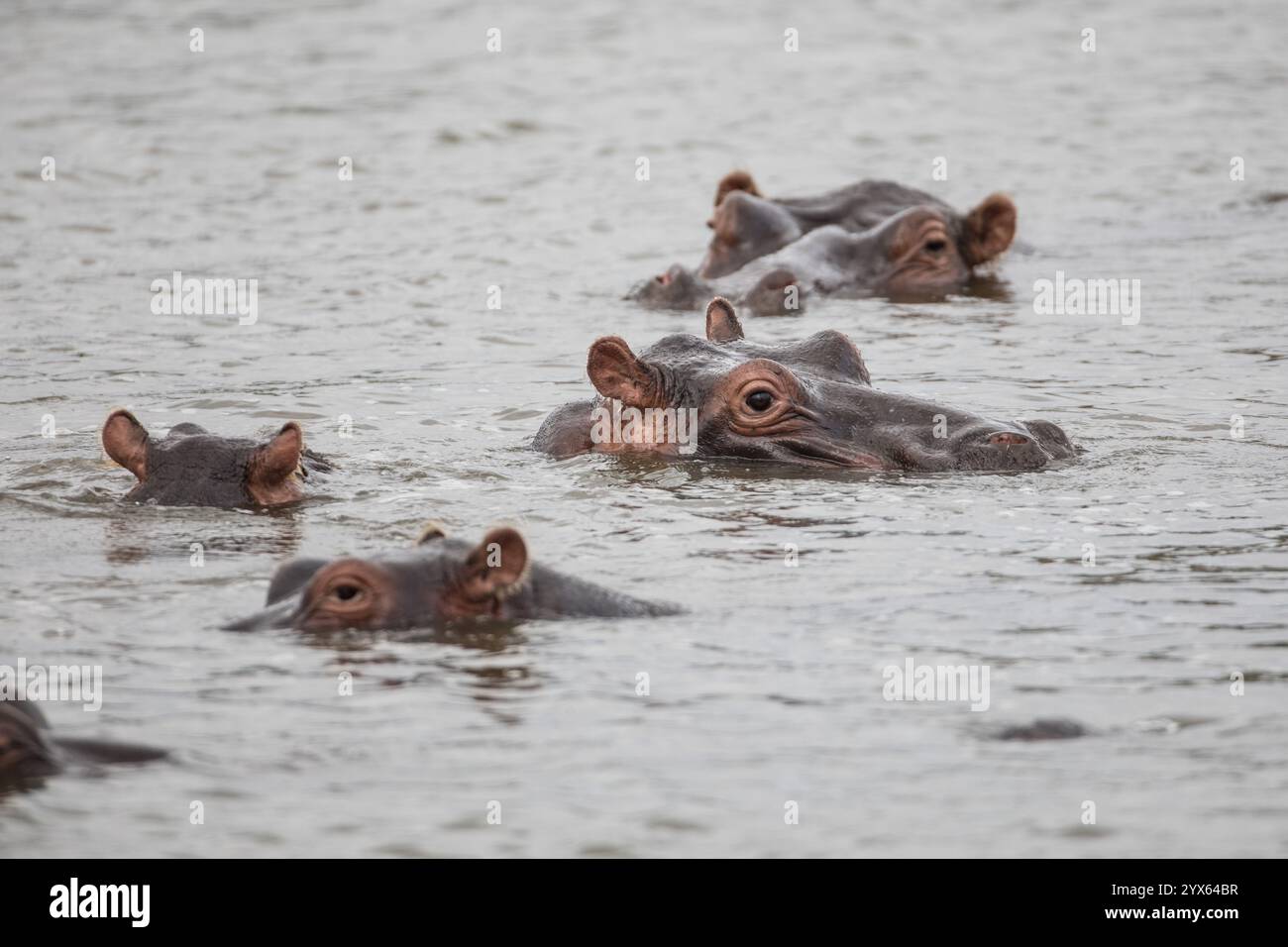 Eine Flotte Flusspferde, Hippopotamus amphibius, ist in einem Wasserbecken im Gonarezhou-Nationalpark in der Provinz Masvingo in Simbabwe untergetaucht. Stockfoto