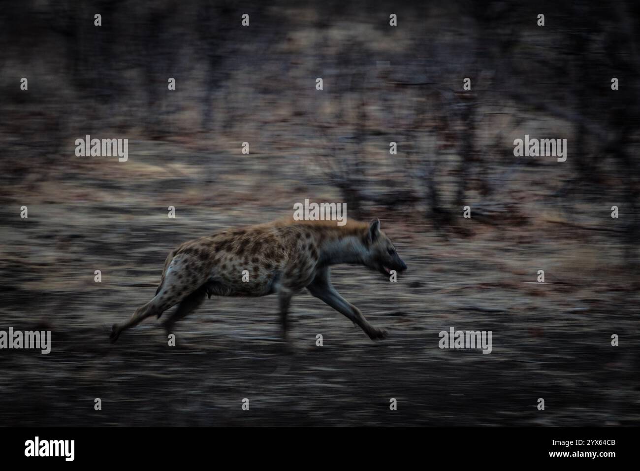 Gefleckte Hyäne, Crocuta crocuta, verläuft durch Mopane-Wälder des Kruger-Nationalparks, Provinz Limpopo, Südafrika. Stockfoto