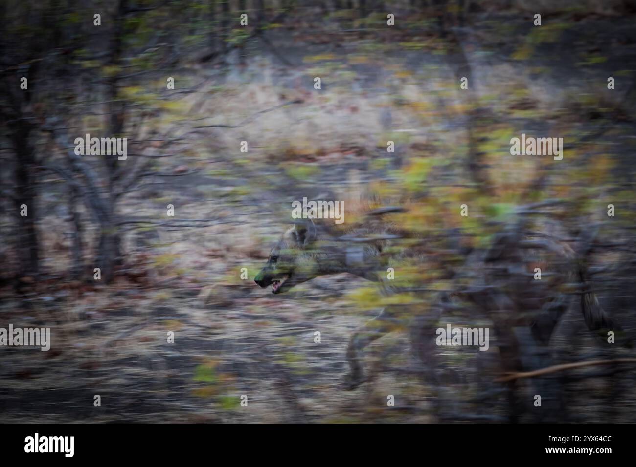 Gefleckte Hyäne, Crocuta crocuta, verläuft durch Mopane-Wälder des Kruger-Nationalparks, Provinz Limpopo, Südafrika. Stockfoto