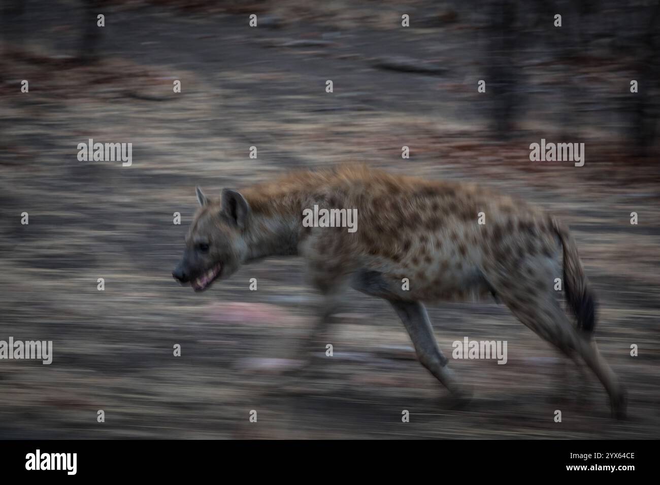 Gefleckte Hyäne, Crocuta crocuta, verläuft durch Mopane-Wälder des Kruger-Nationalparks, Provinz Limpopo, Südafrika. Stockfoto