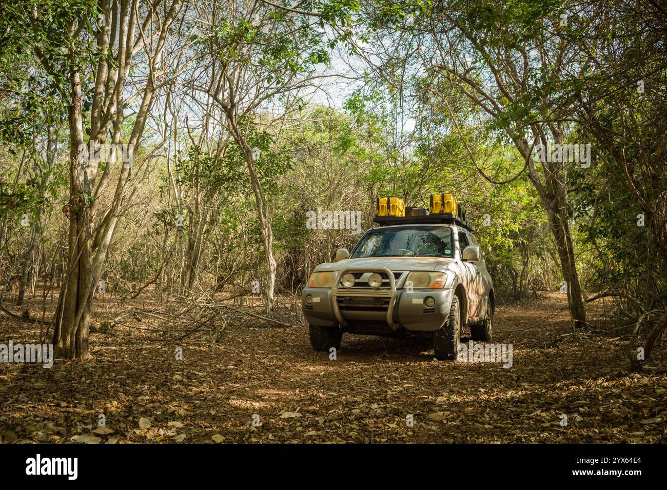 Fahrt mit einem Geländewagen durch die wunderschönen Miombo-Wälder von Mhpingwe, Provinz Sofala, Mosambik, dominiert von Bäumen wie Brachystegia Stockfoto