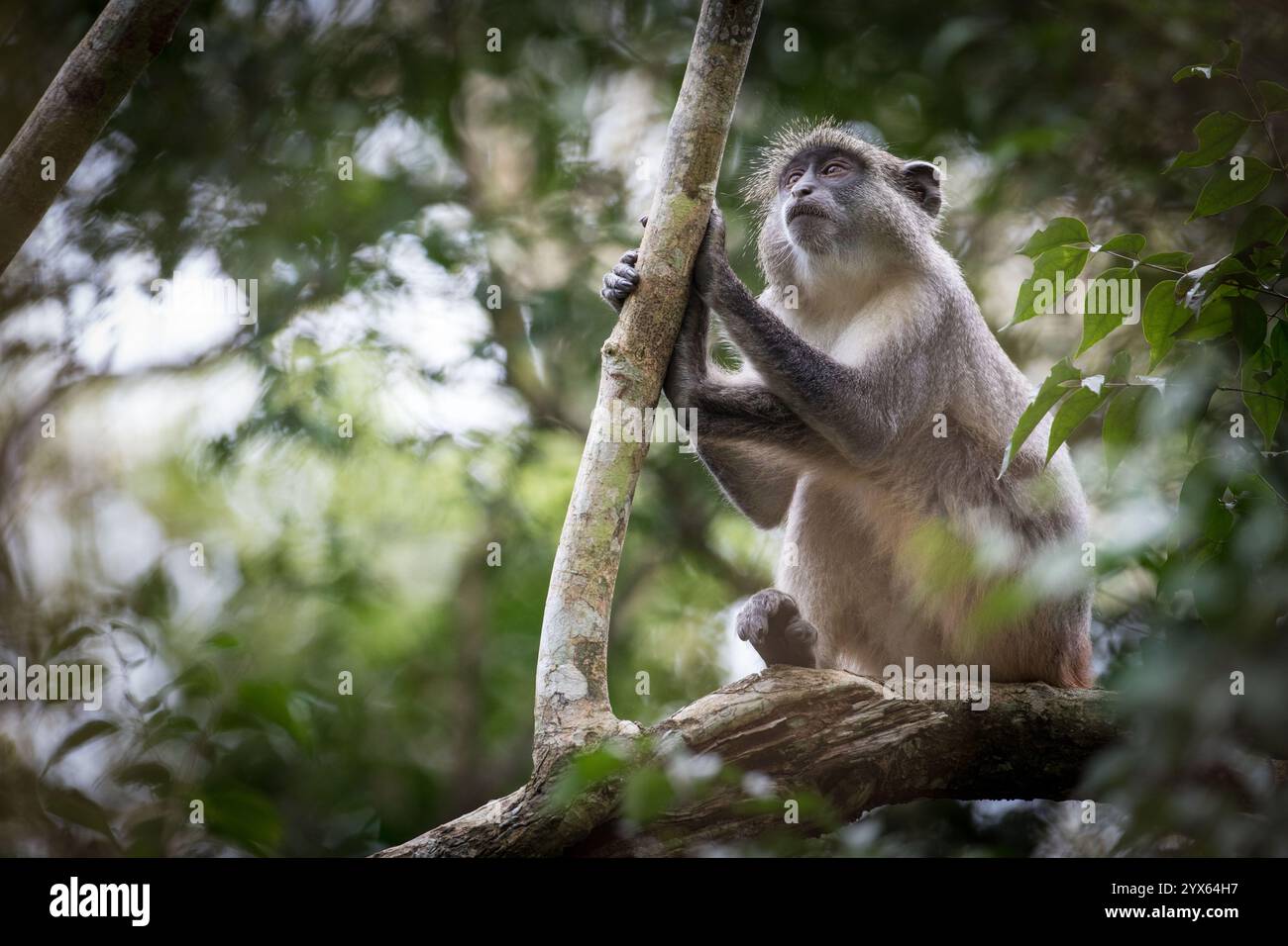 Samango-Affen, Cercopithecus albogularis, hoch oben in den Wäldern von Mhpingwe, Provinz Sofala, Mosambik. Stockfoto