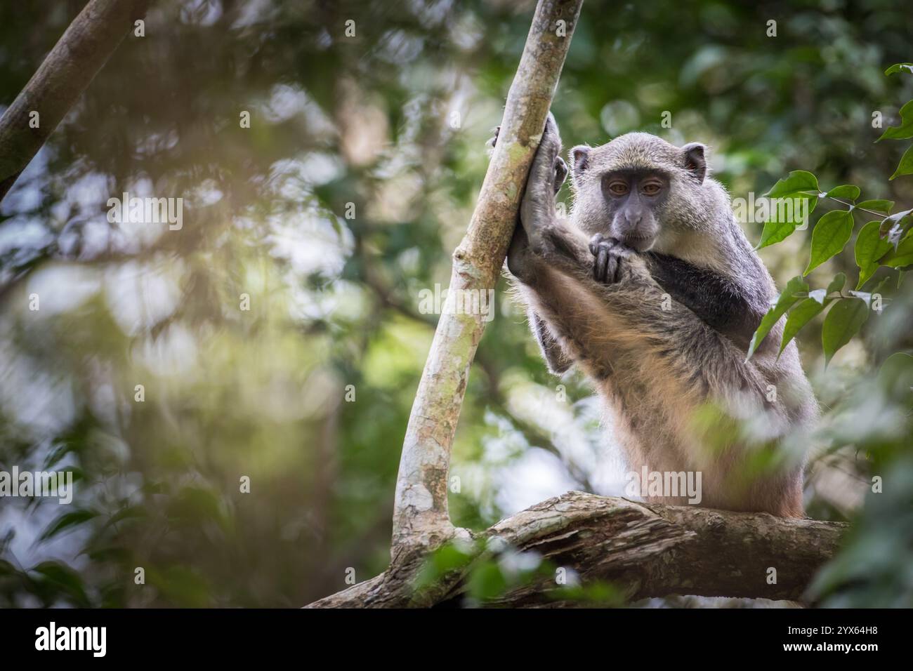 Samango-Affen, Cercopithecus albogularis, hoch oben in den Wäldern von Mhpingwe, Provinz Sofala, Mosambik. Stockfoto