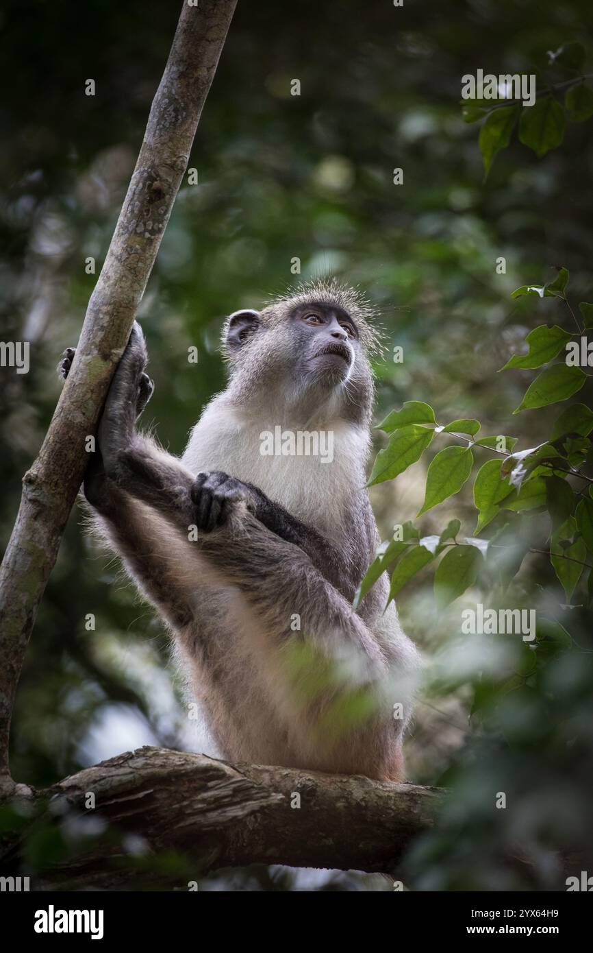 Samango-Affen, Cercopithecus albogularis, hoch oben in den Wäldern von Mhpingwe, Provinz Sofala, Mosambik. Stockfoto