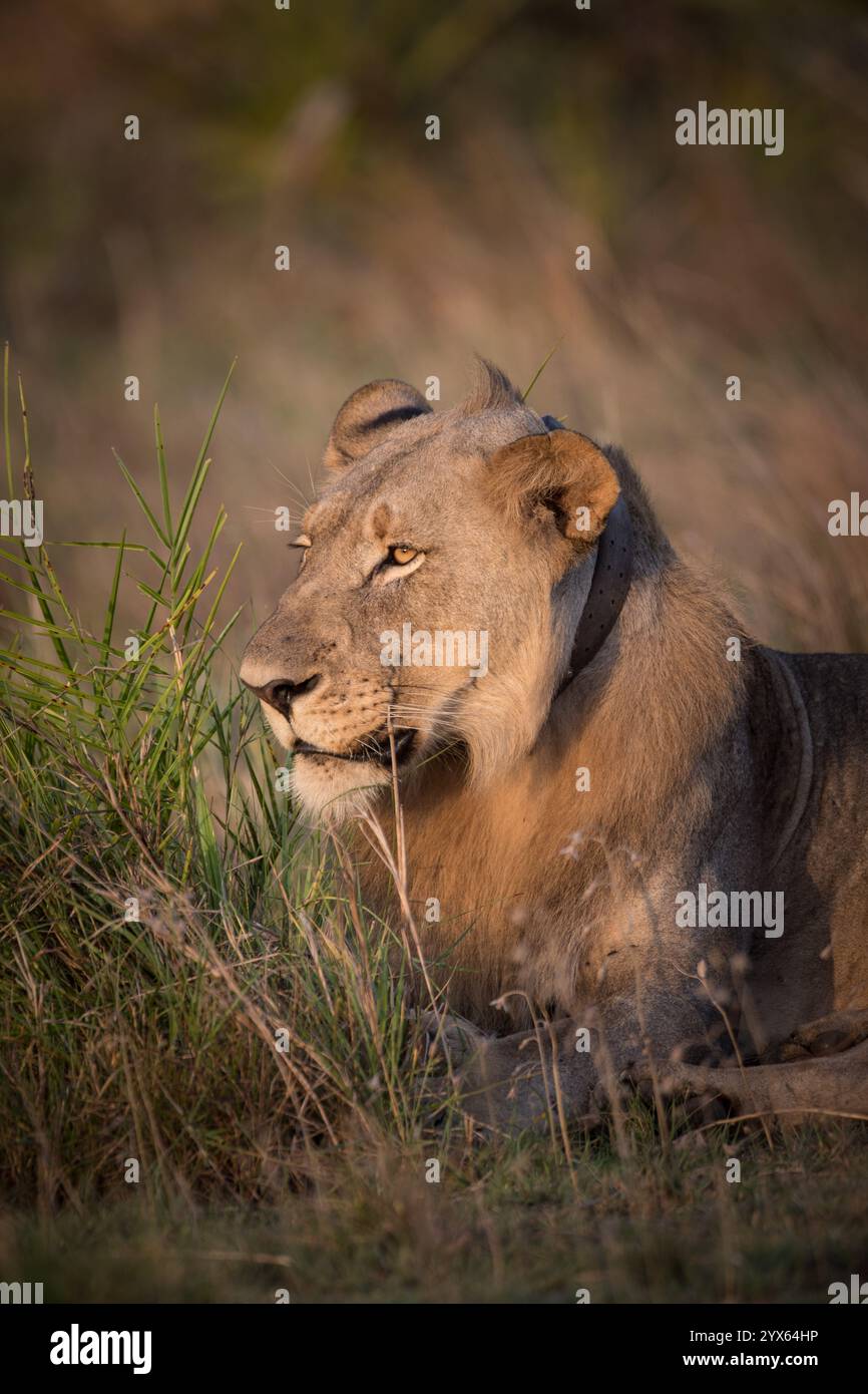 Der afrikanische Löwe Panthera leo wurde nach Coutada 11, Provinz Sofala, Mosambik, wieder eingeführt; Forscher verwenden GPS-Funkhalsbänder, um sie zu verfolgen. Stockfoto