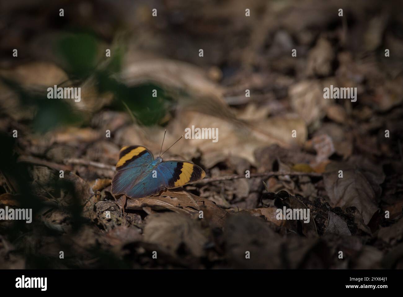 Goldener Forester, Euphaedra neophron-Schmetterling auf Blattstreu auf Waldboden, Coutada 11, Provinz Sofala, Mosambik. Stockfoto