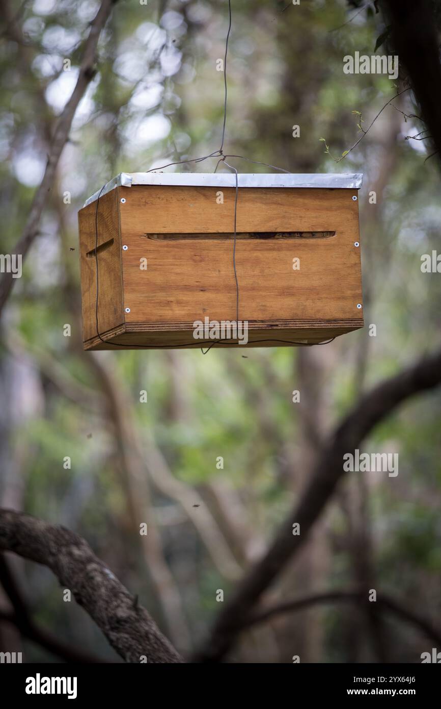 Afrikanische Honigbiene, APIs mellifera, in einem Holzstock in Coutada 11, Provinz Sofala, Mosambik; die Bienenhaltung ermöglicht lokalen Gemeinden, Bargeld zu verdienen Stockfoto