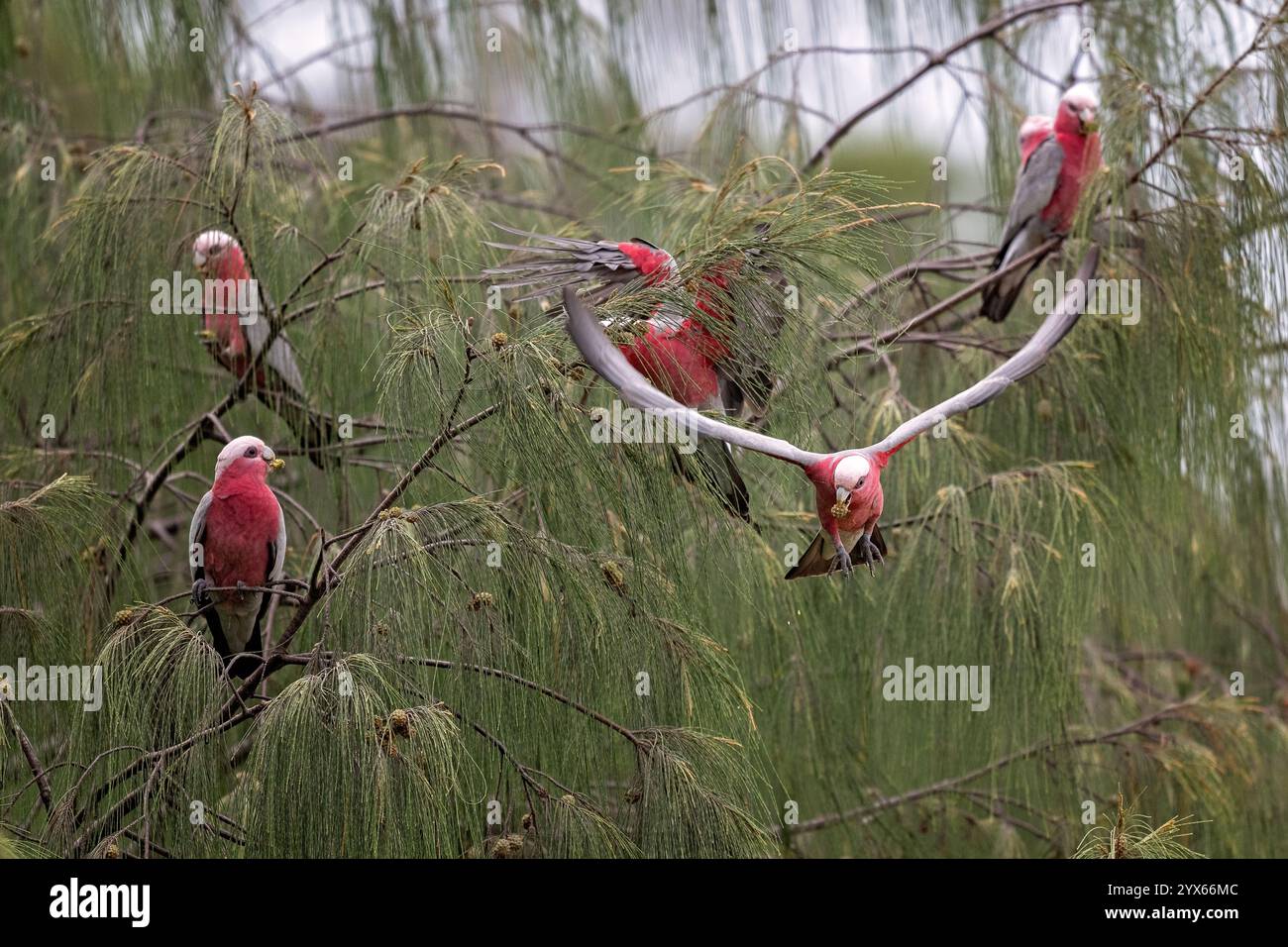 Einheimische Galahvögel, Eolophus roseicapilla, fressen Samen von Casuarina-Bäumen an der Küste, fliegen und hocken, Hervey Bay, Queensland Australien Stockfoto