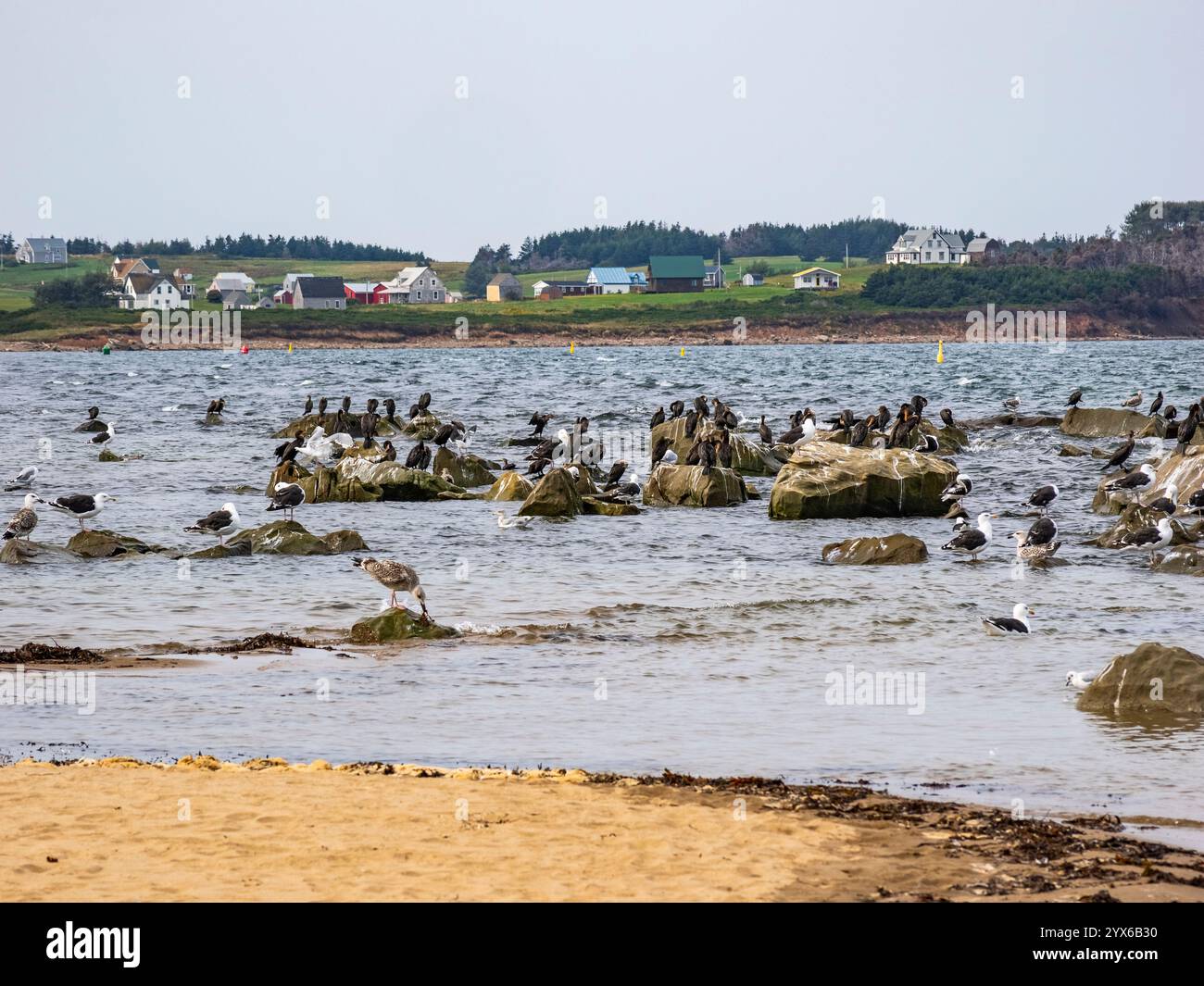 Vögel auf Felsen am Port Hood Beach auf Cape Breton Island auf dem Cabot Trail in Port Hood Nova Scotia Kanada mit Port Hood Island im Hintergrund Stockfoto
