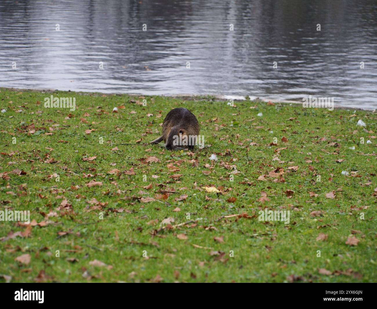 Nutria (Myocastor coypus) auf der Suche nach dem Teich des Rheinaue-Parks in Bonn Stockfoto