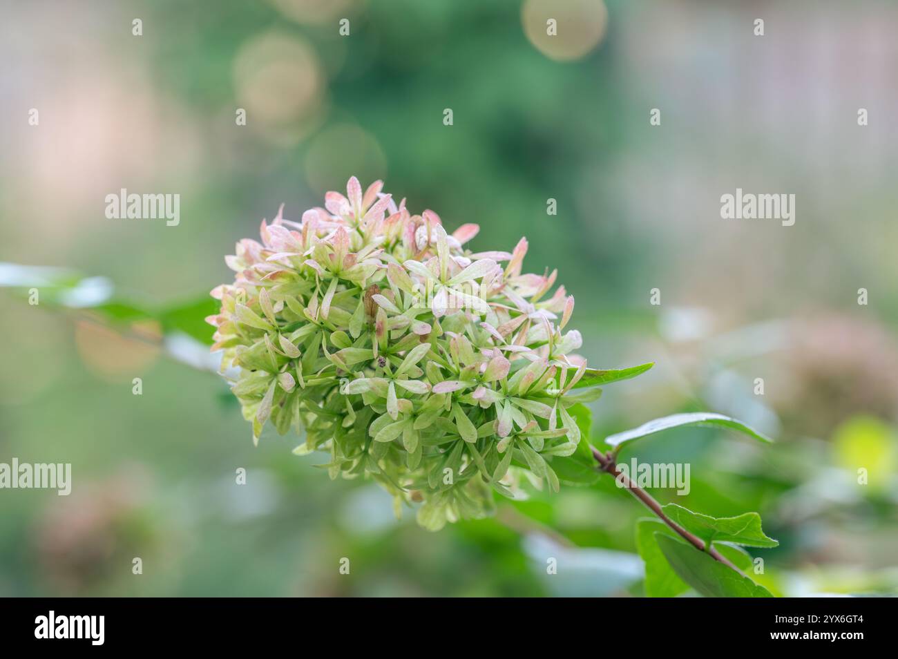 Ein glänzender abelia-Sträucher, Abelia grandiflora, ist ebenso dekorativ, nachdem seine weißen Blüten gefallen sind. Stockfoto