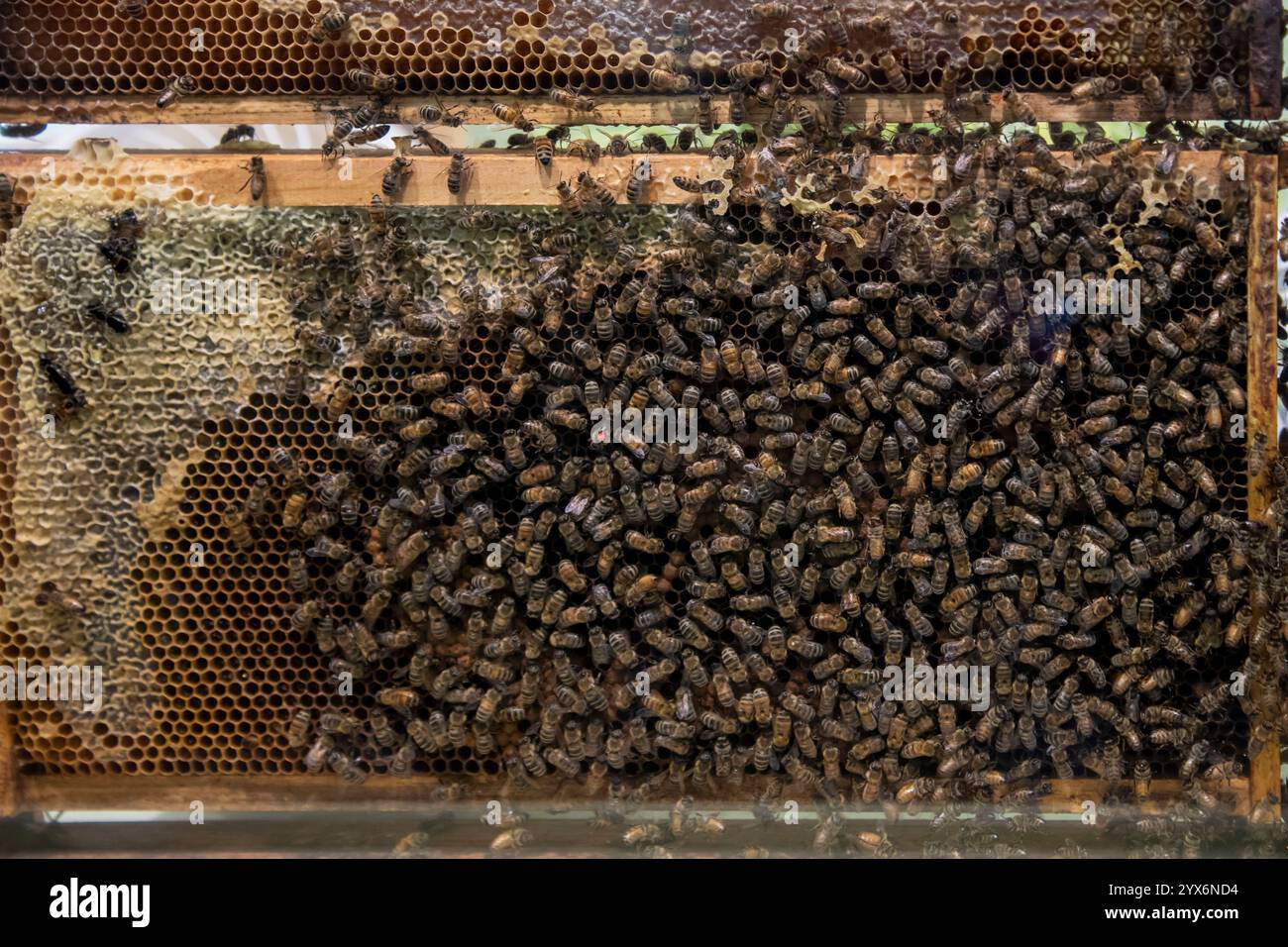 St. Paul, Minnesota. Honigbienen auf ihrem Honigkamm zeigen die Königin mit dem roten Punkt. Stockfoto