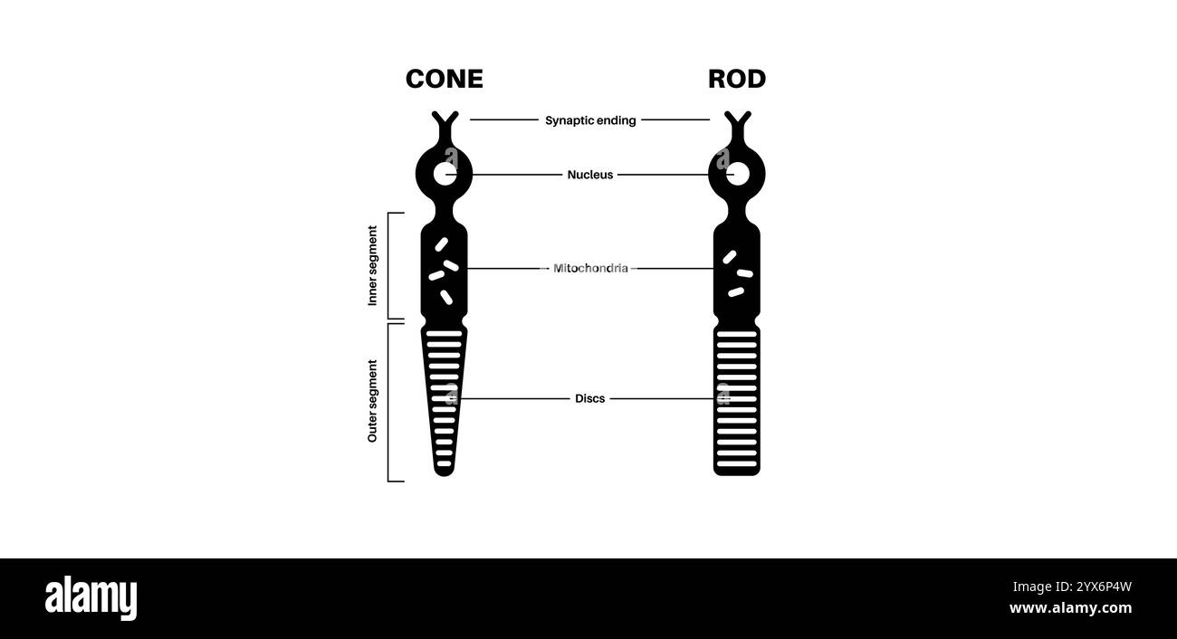 Fotorezeptorzellen, Abbildung. Stockfoto