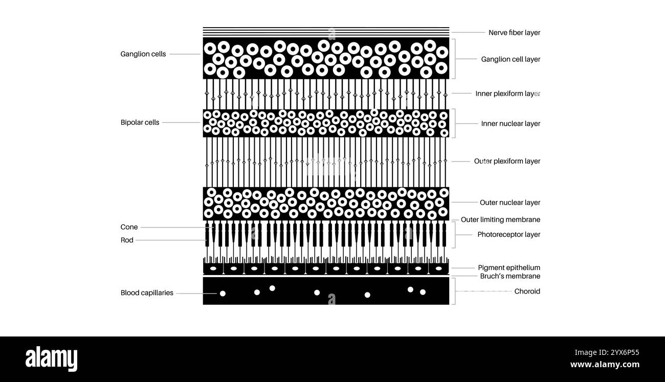 Netzhautstruktur, Illustration. Stockfoto Netzhautstruktur, Illustration. Stockfoto