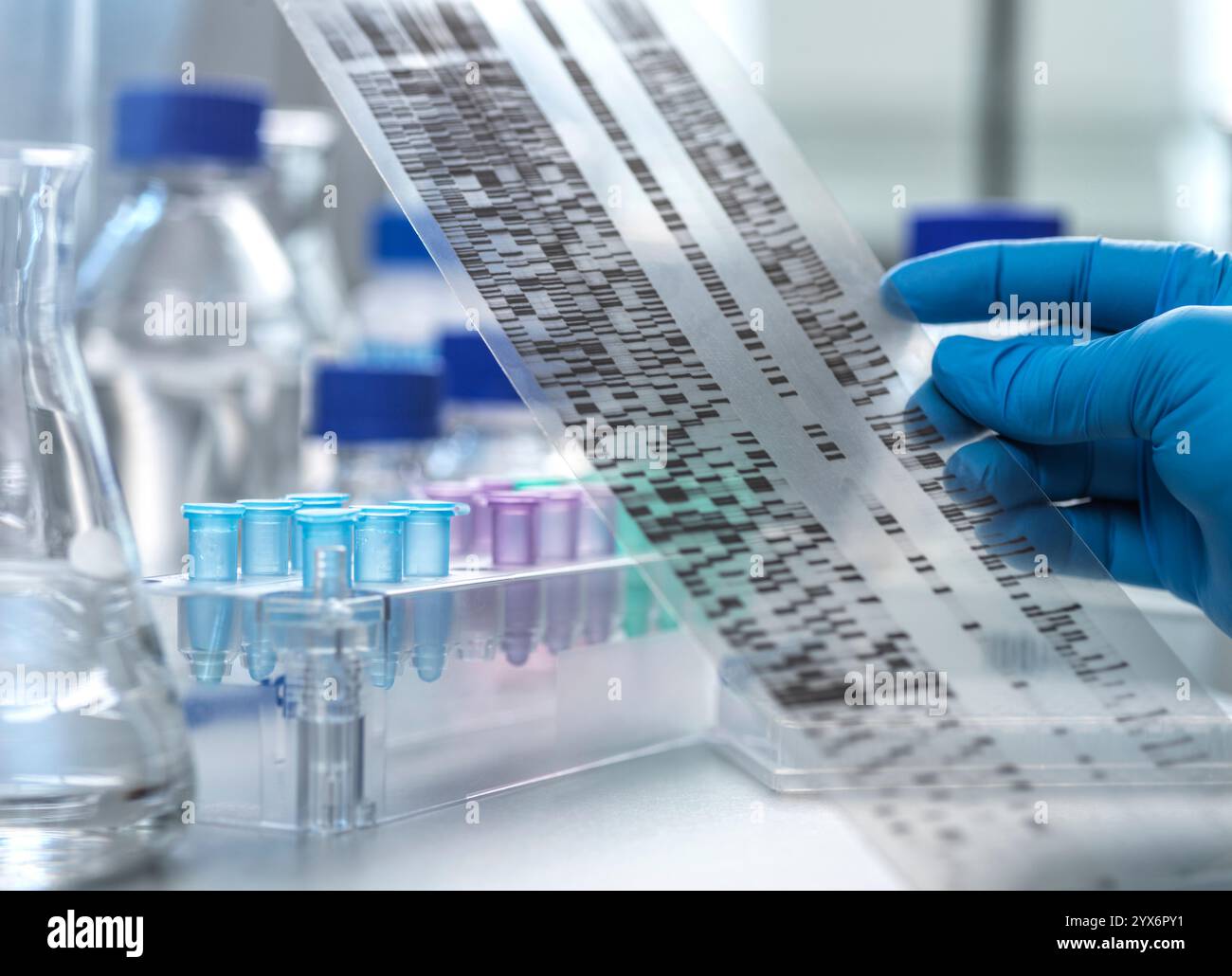 Wissenschaftler, der die Ergebnisse eines DNA-Gels (Desoxyribonukleinsäure) betrachtet. Stockfoto