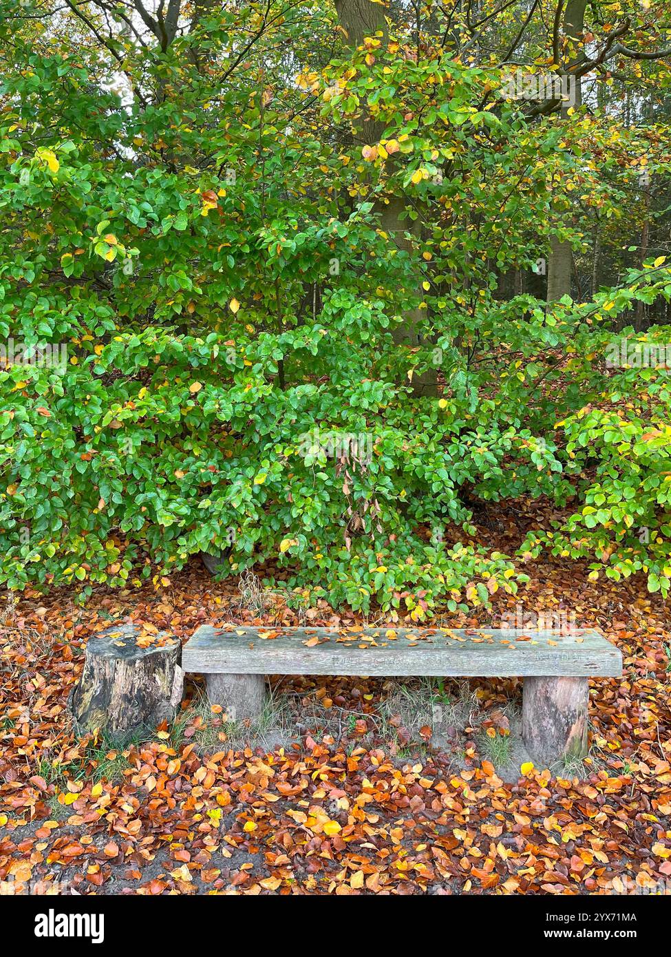 Friedliche Szenerie in einem Park, wo herbstliche Blätter den Weg und die Bänke bedecken und einen lebendigen Wandteppich aus saisonalen Farben schaffen Stockfoto