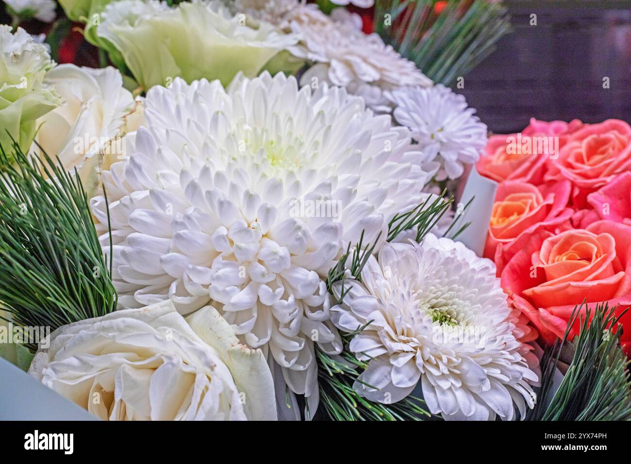 Strauß weißer Dahlien aus nächster Nähe. Frauentag Stockfoto