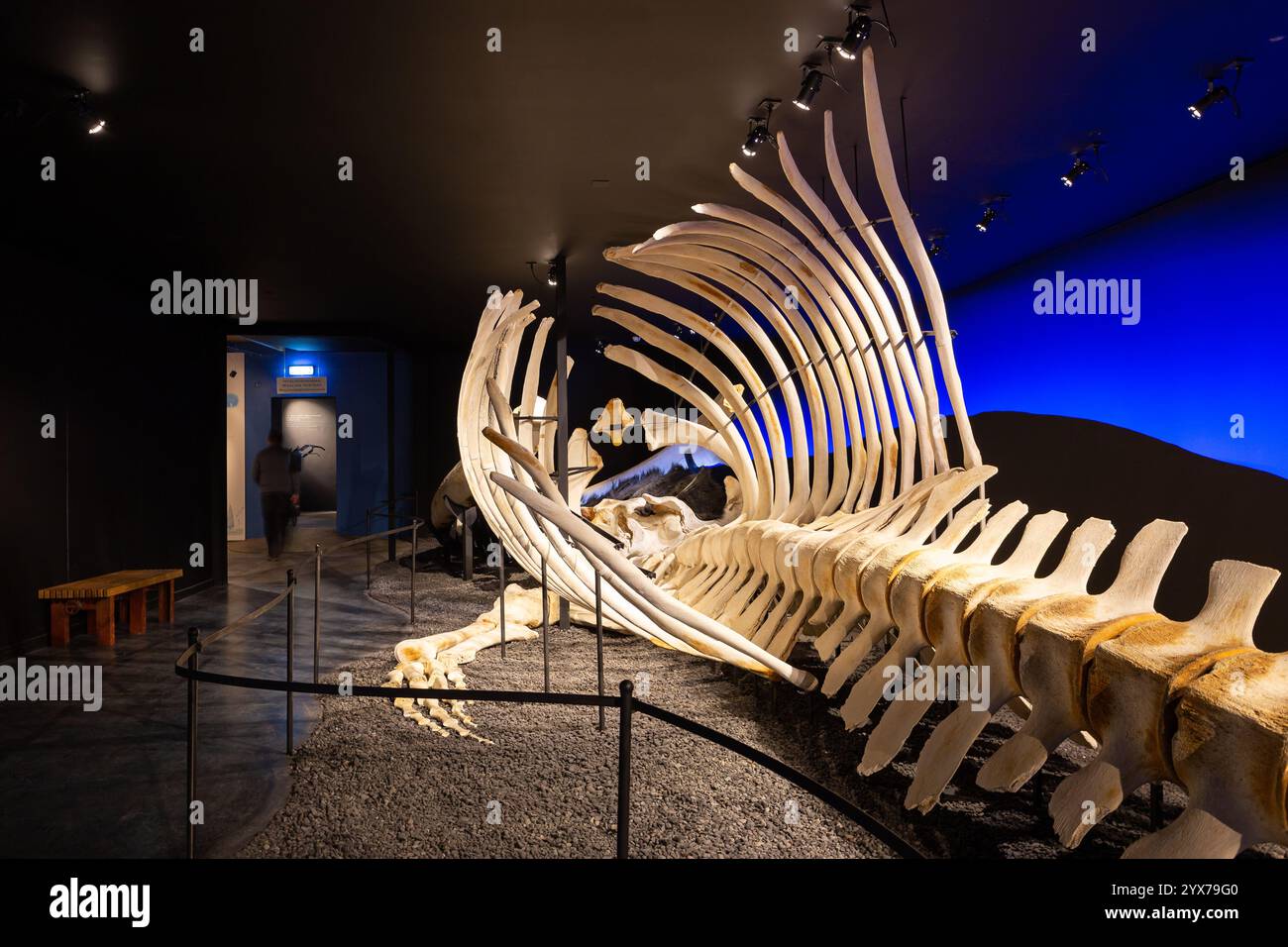 Husavik, Island, 21.05.22. Das große Skelett des Blauwals (Balaenoptera musculus) im Husavik Whale Museum. Stockfoto