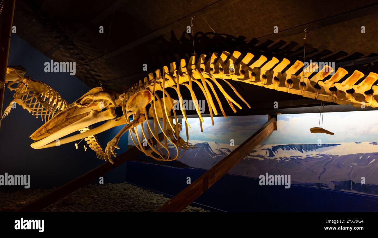 Husavik, Island, 21.05.22. Das Skelett des Minkwals (Balaenoptera acutorostrata) im Husavik Walmuseum. Stockfoto