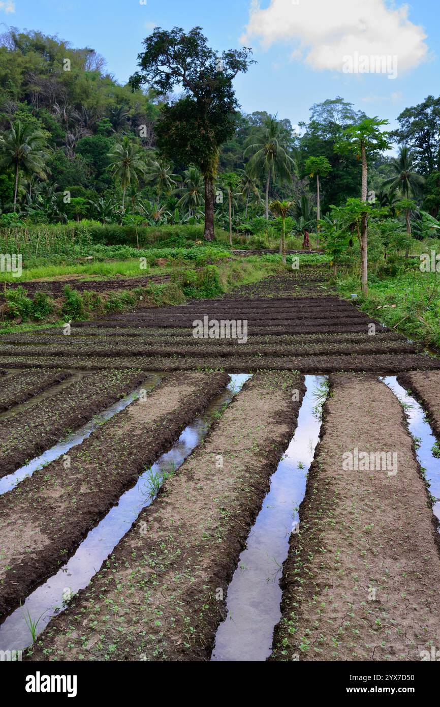 Ende, Flores, Indonesien - 29. Oktober 2024: Landwirtschaftlich genutztes Feld mit traditionellen Bewässerungskanälen mit einer Frau in traditioneller Kleidung, die vorbeiläuft. Stockfoto